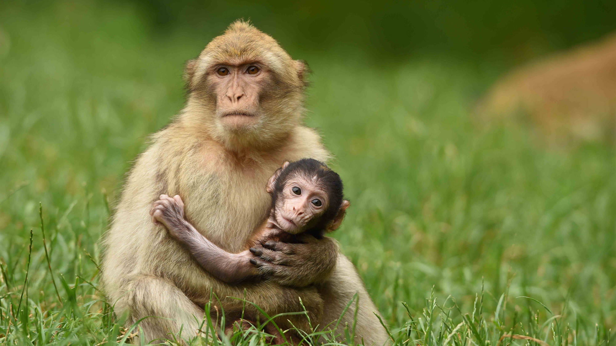 baby monkey, mother, lush green meadow, Full HD Desktop Wallpaper