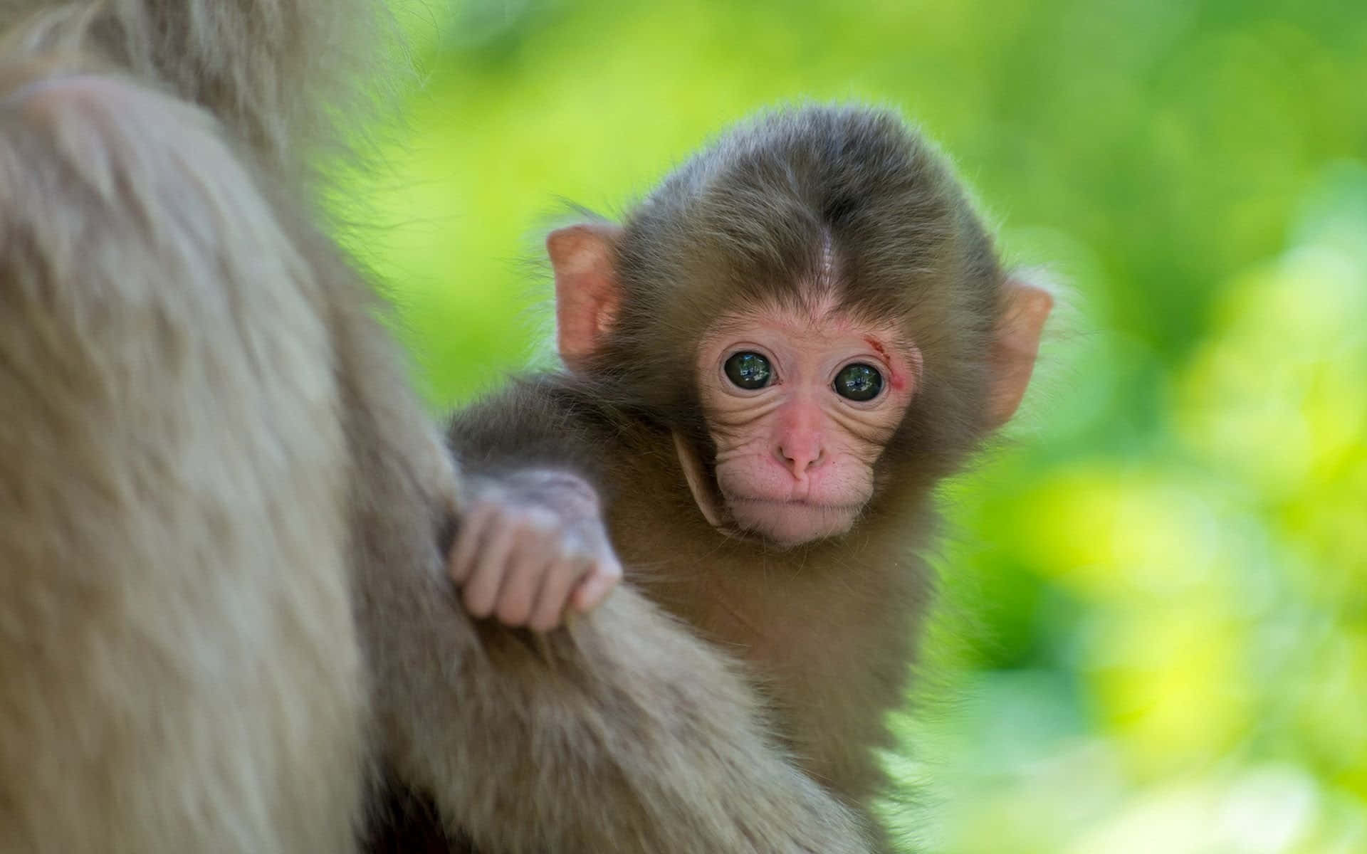 baby monkey, wide curious eyes, mother's fur, Full HD Desktop Wallpaper