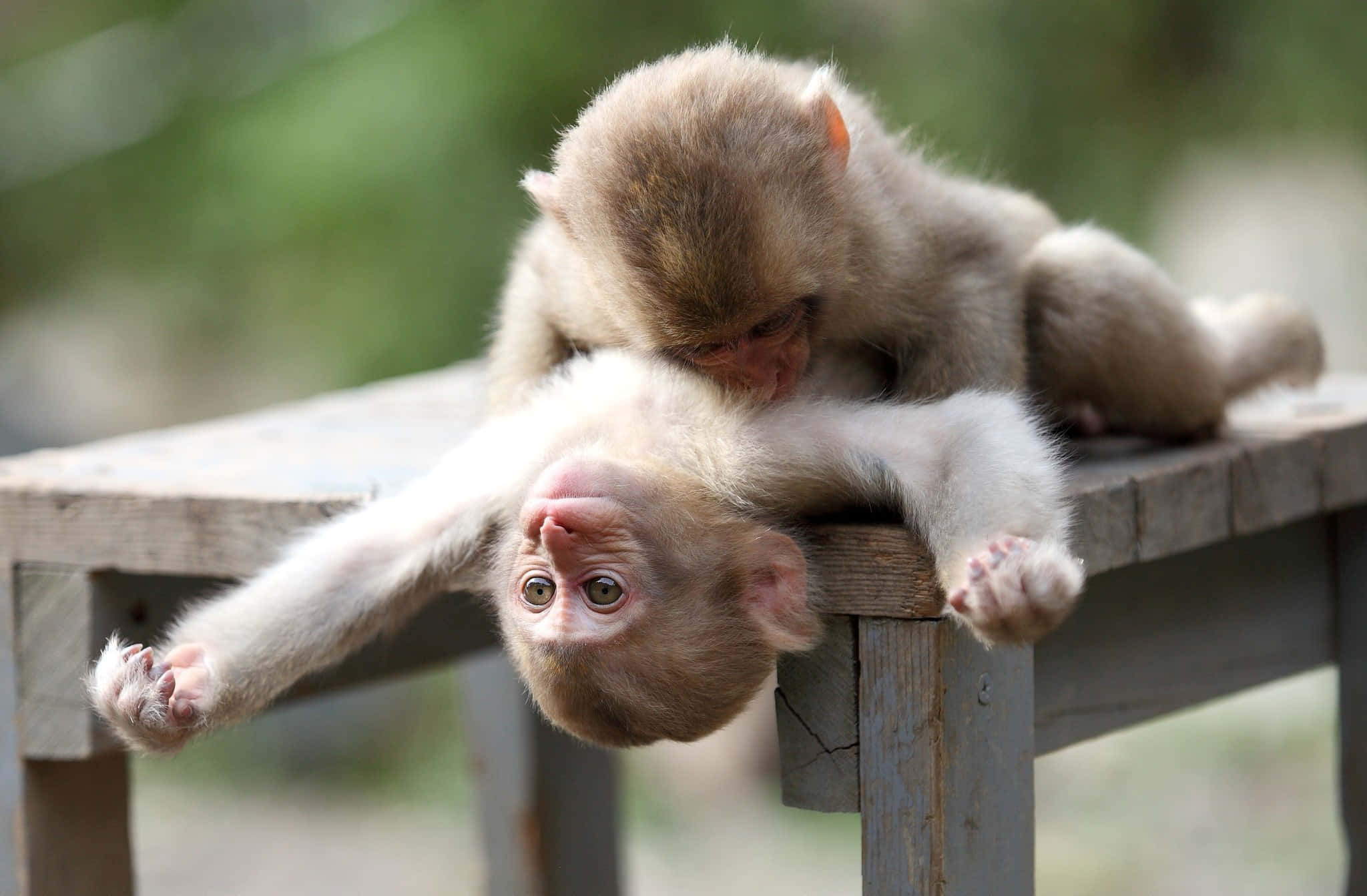 baby monkey, upside down, wooden bench, Full HD Desktop Wallpaper