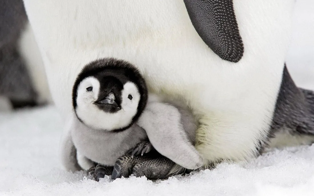 Baby Penguin