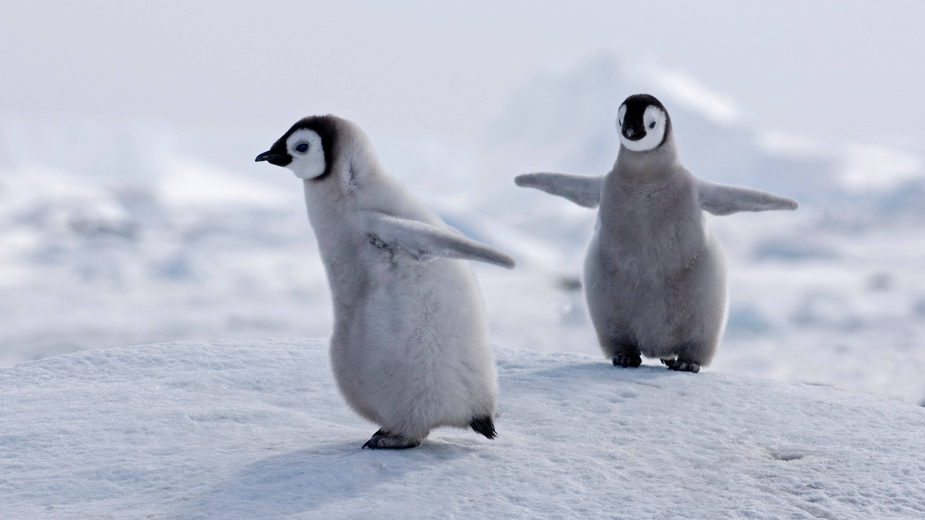 emperor penguin chicks, fluffy, snowy terrain, 2K Desktop Wallpaper