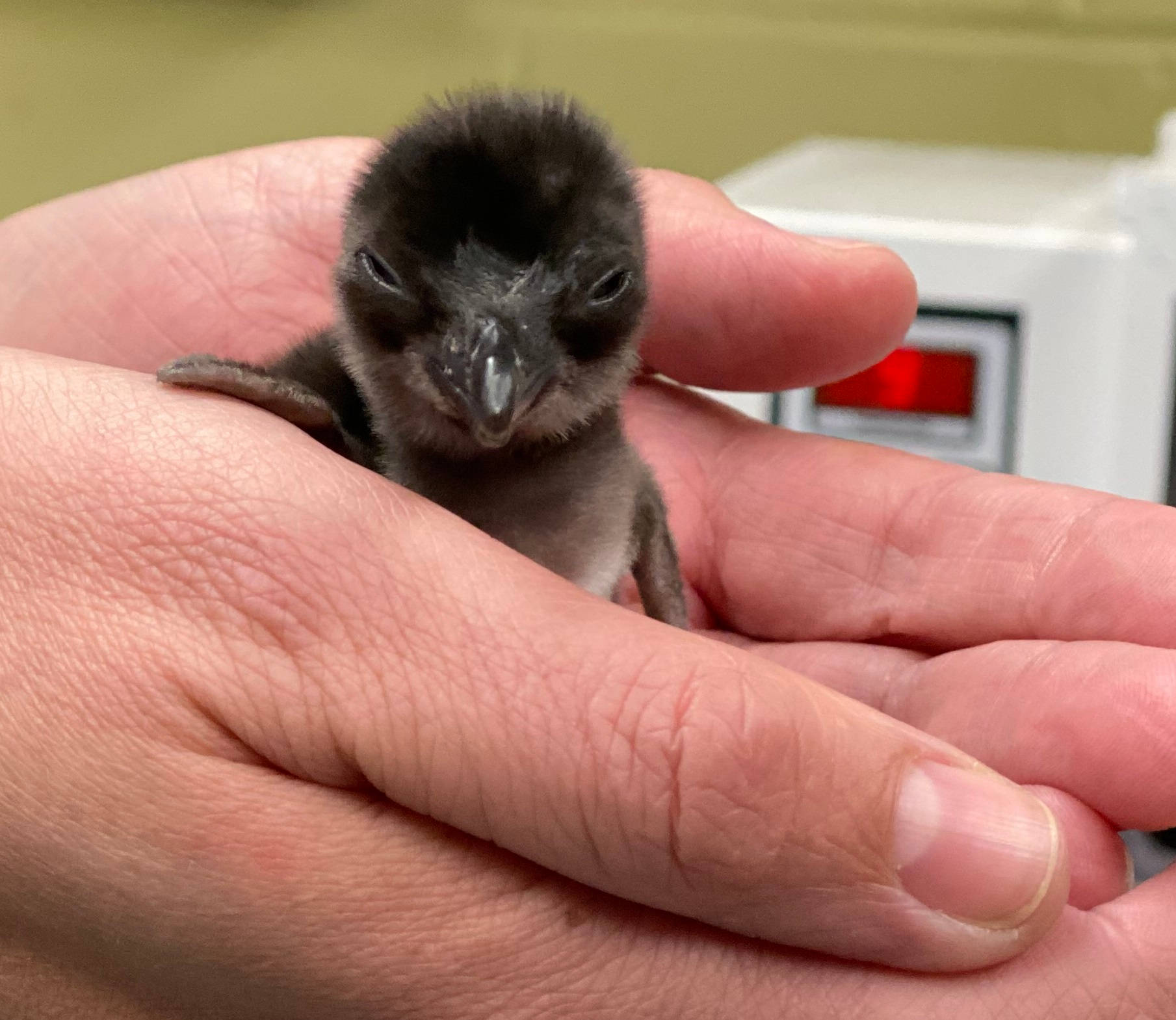 tiny baby penguin, dark-feathered chick, cupped hands, HD Desktop Wallpaper