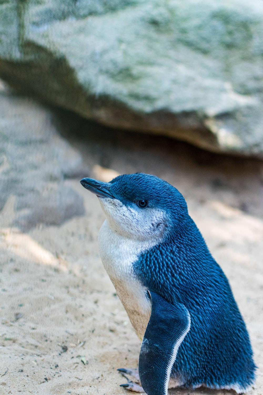 Blue Baby Penguin, blue penguin, sandy ground, HD Phone Wallpaper