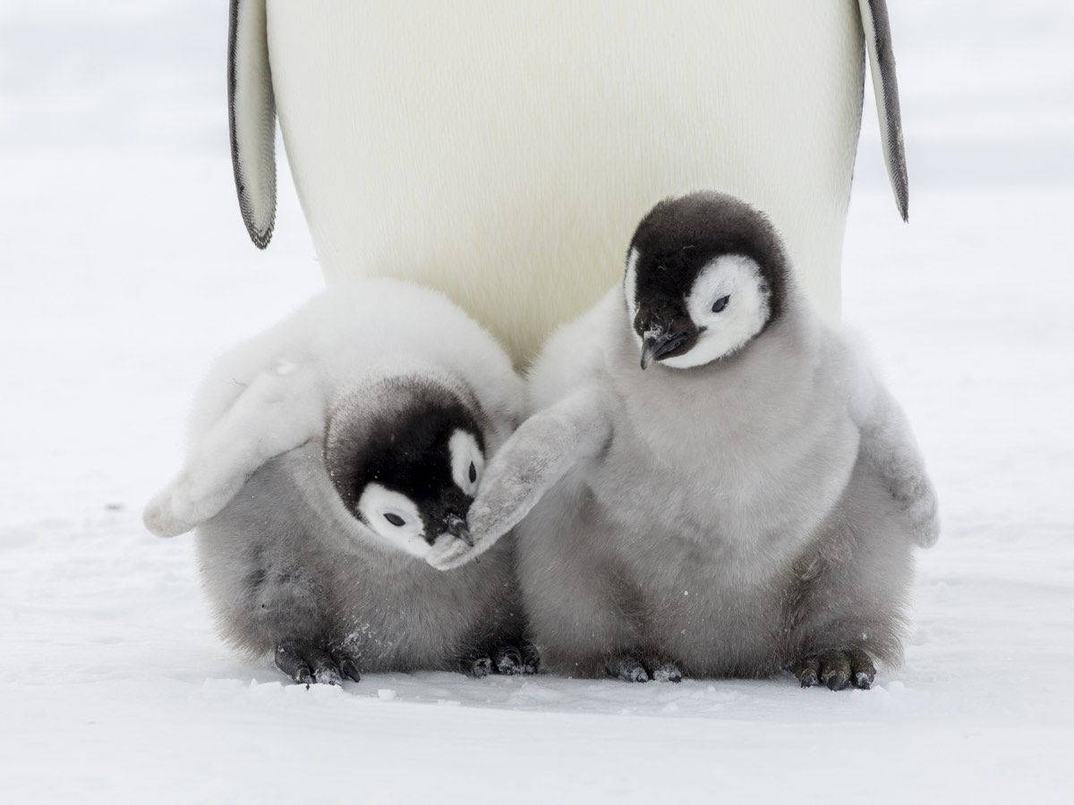 emperor penguin, fluffy baby penguins, snowy Antarctic plain, SD Desktop Wallpaper