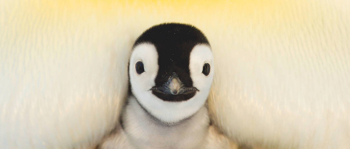 Baby Penguin, parent, yellow downy feathers, SD Desktop Wallpaper