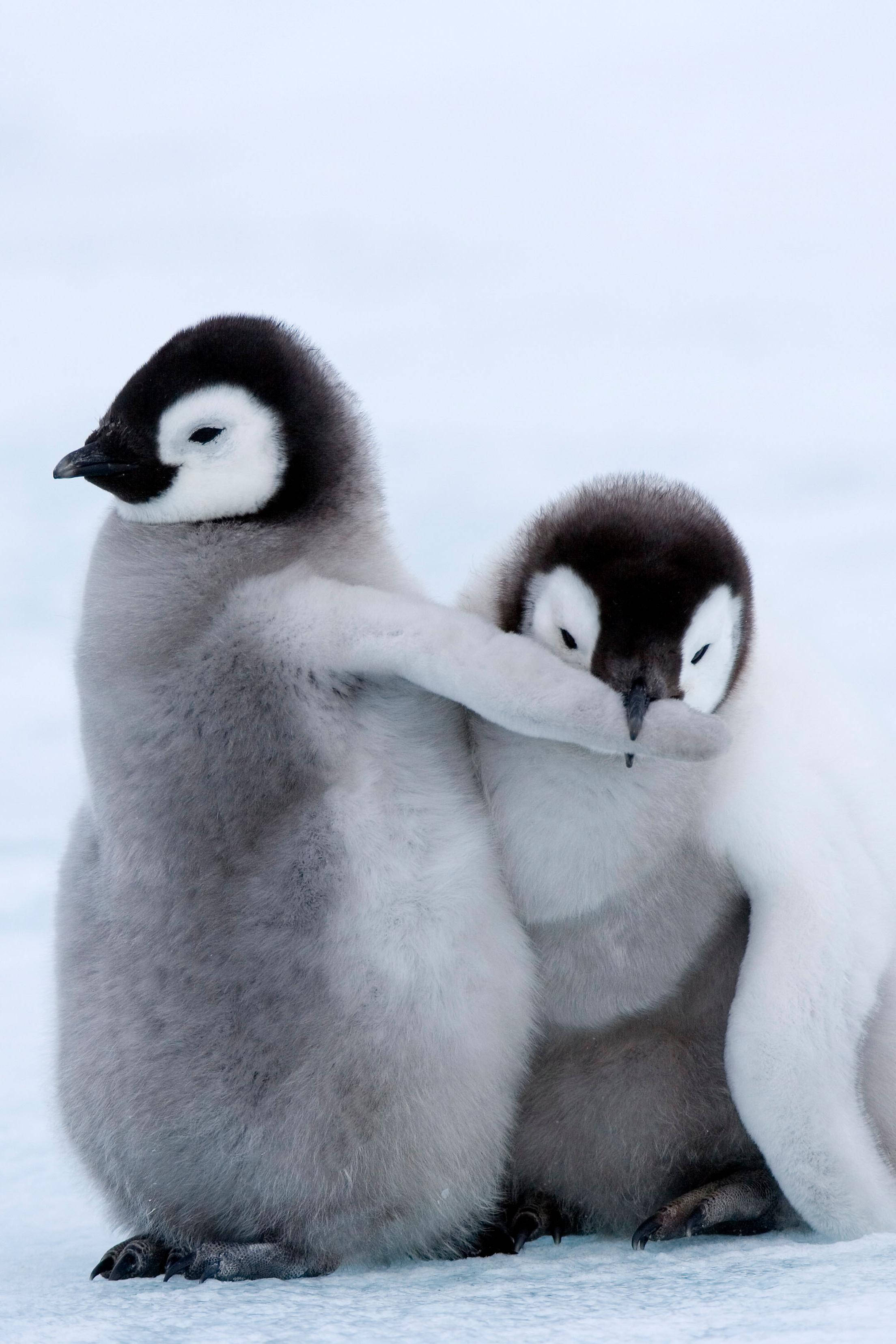 emperor penguin chicks, fluffy, snowy ground, 2K Phone Wallpaper
