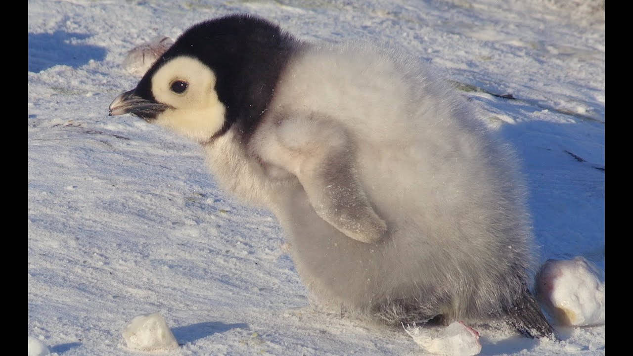 Baby Penguin, fluffy baby penguin chick, bright snow, HD Desktop Wallpaper
