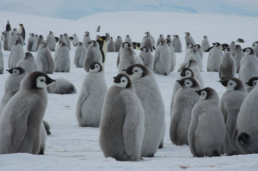 emperor penguin chicks, snowy Antarctic plain, adult penguins, SD Desktop Wallpaper