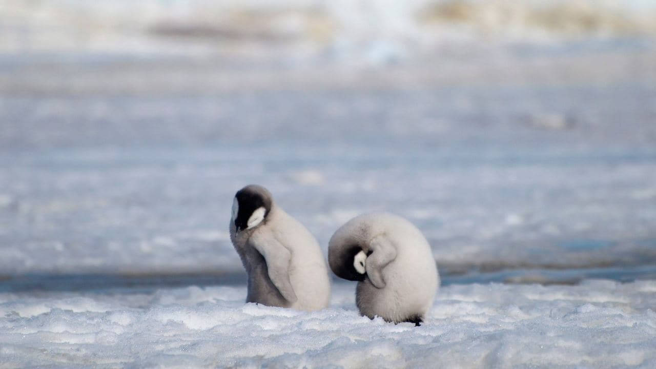 emperor penguin chicks, fluffy, icy terrain, HD Desktop Wallpaper