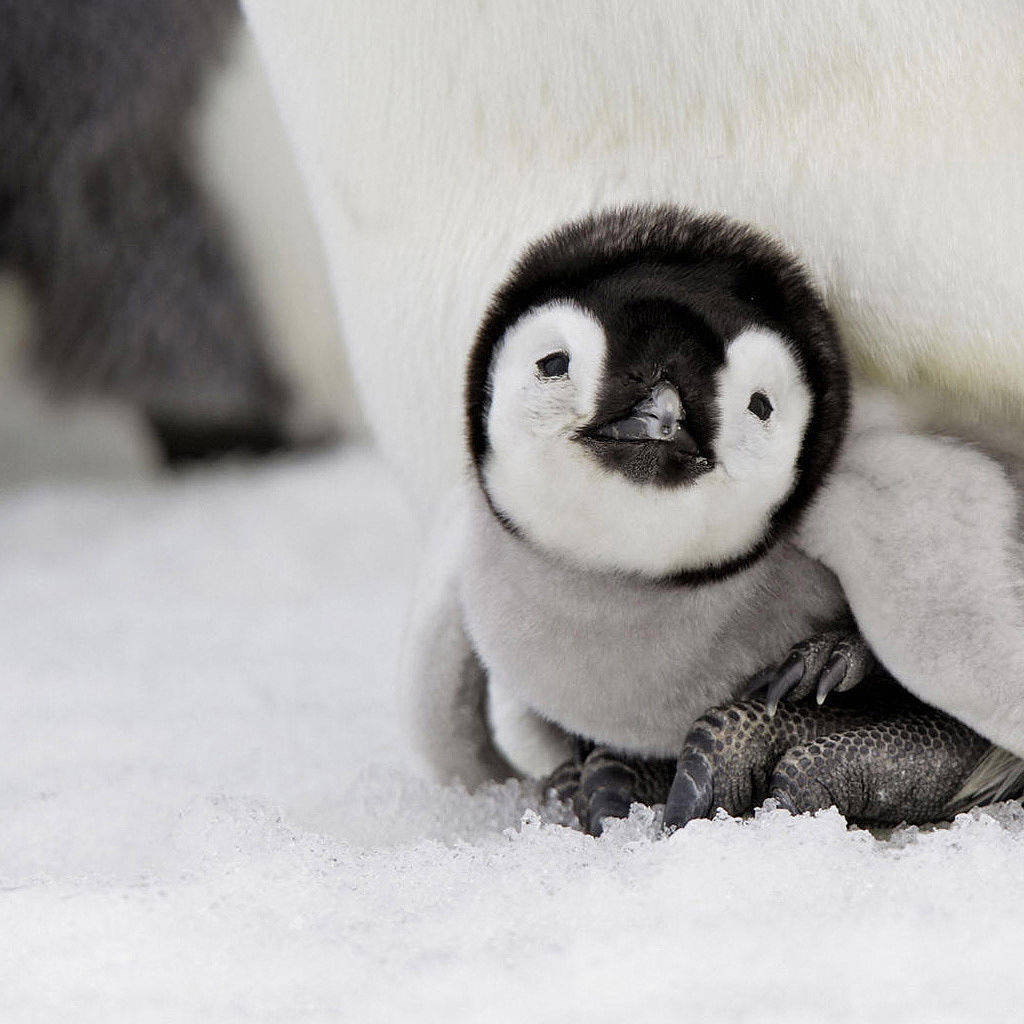 baby penguin, adult penguin, fluffy baby penguin chick, SD Desktop Wallpaper