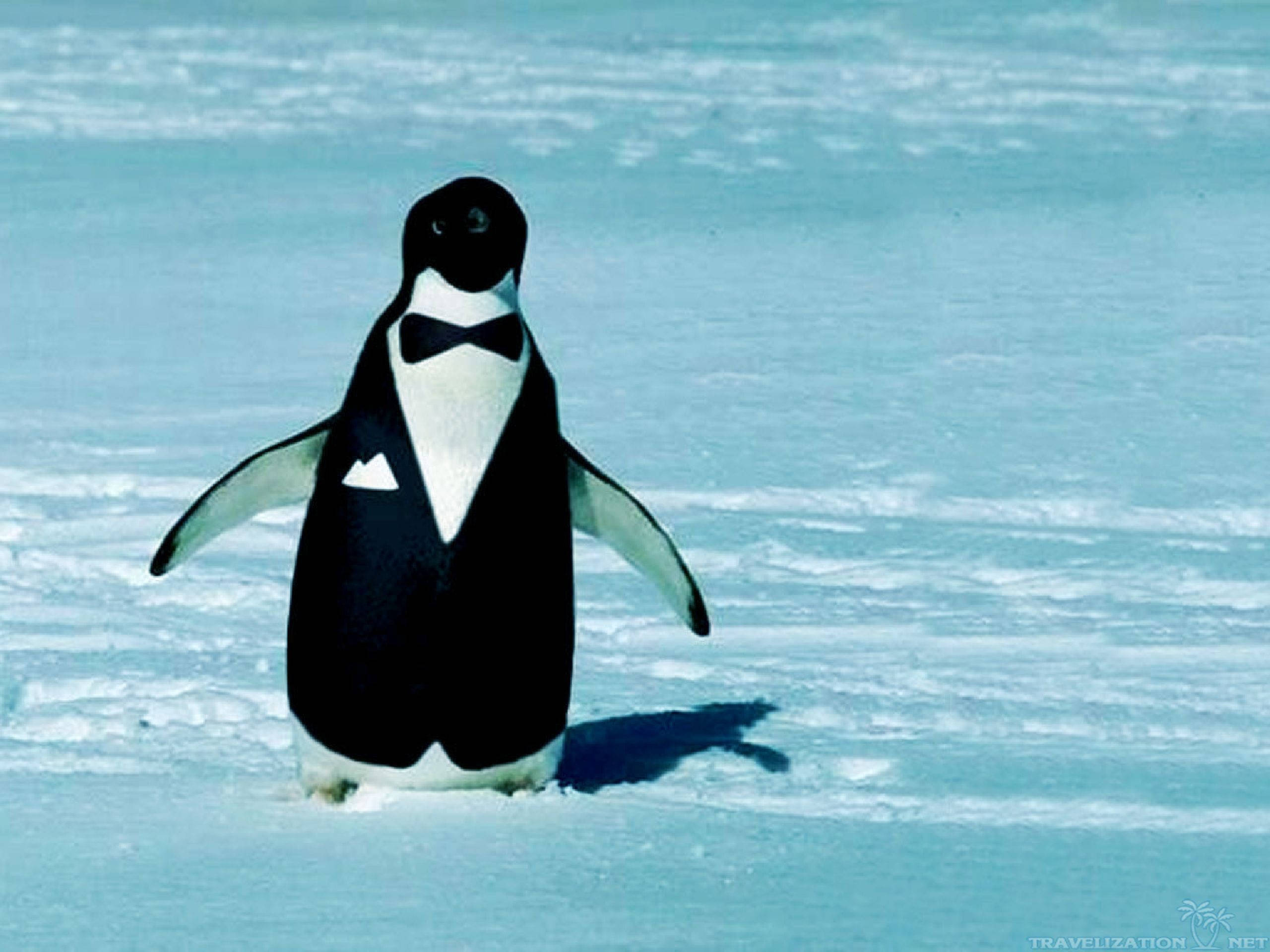 Baby Penguin, tuxedo, bow tie, 2K Desktop Wallpaper