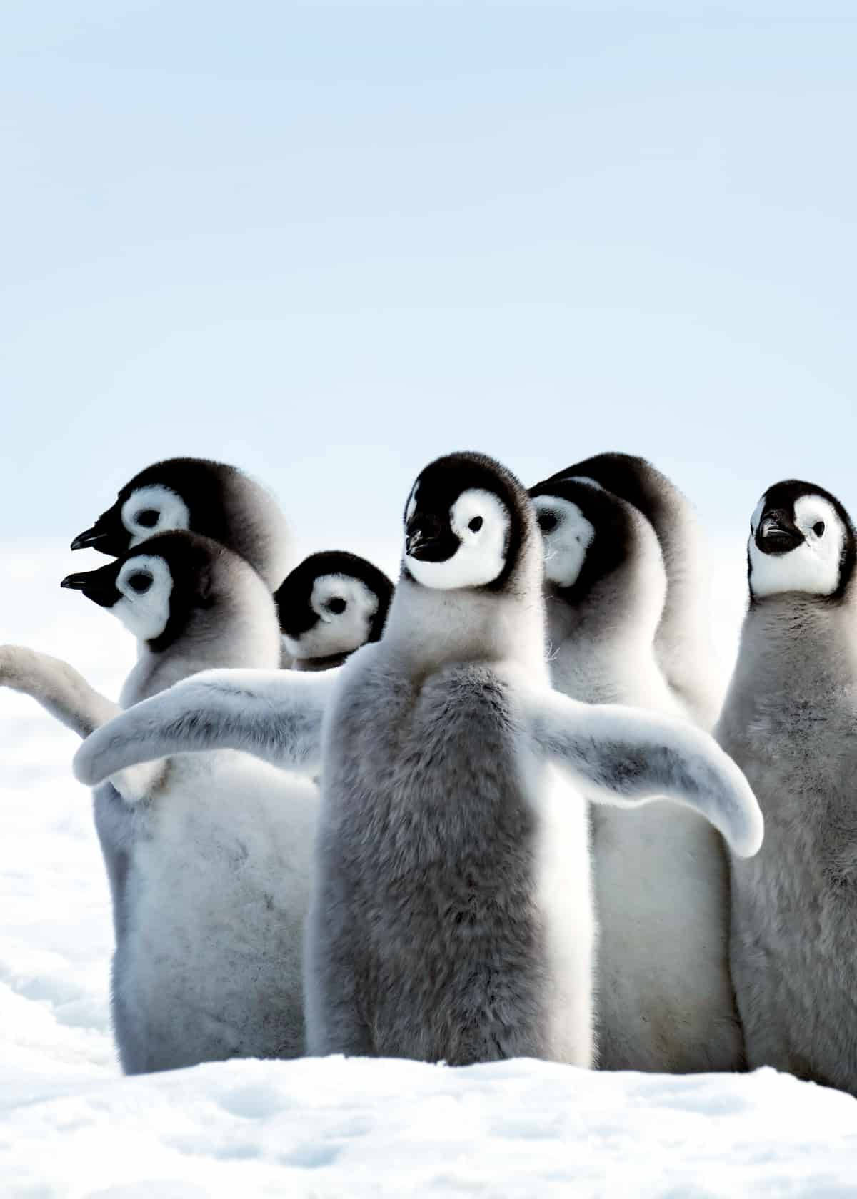 emperor penguin chicks, fluffy, snowy landscape, HD Phone Wallpaper