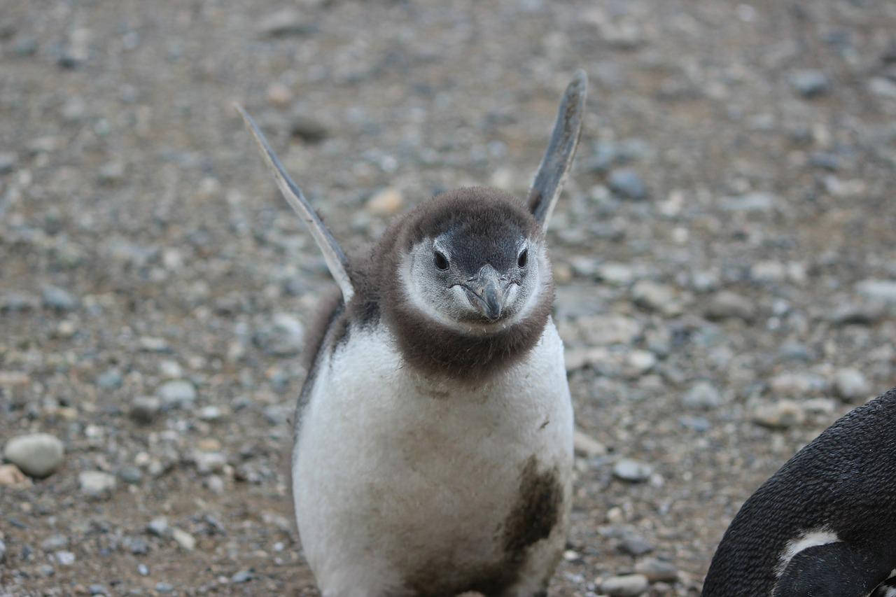 cute angry baby penguin, young penguin chick, fluffy brown down, HD Desktop Wallpaper