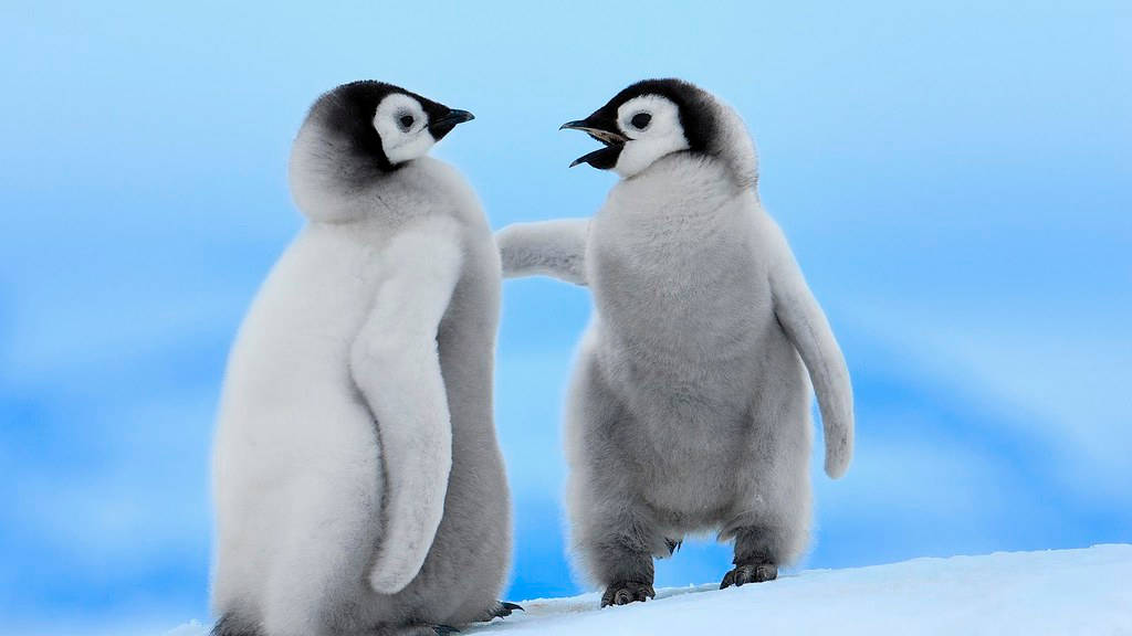 emperor penguin chicks, fluffy, snow, SD Desktop Wallpaper