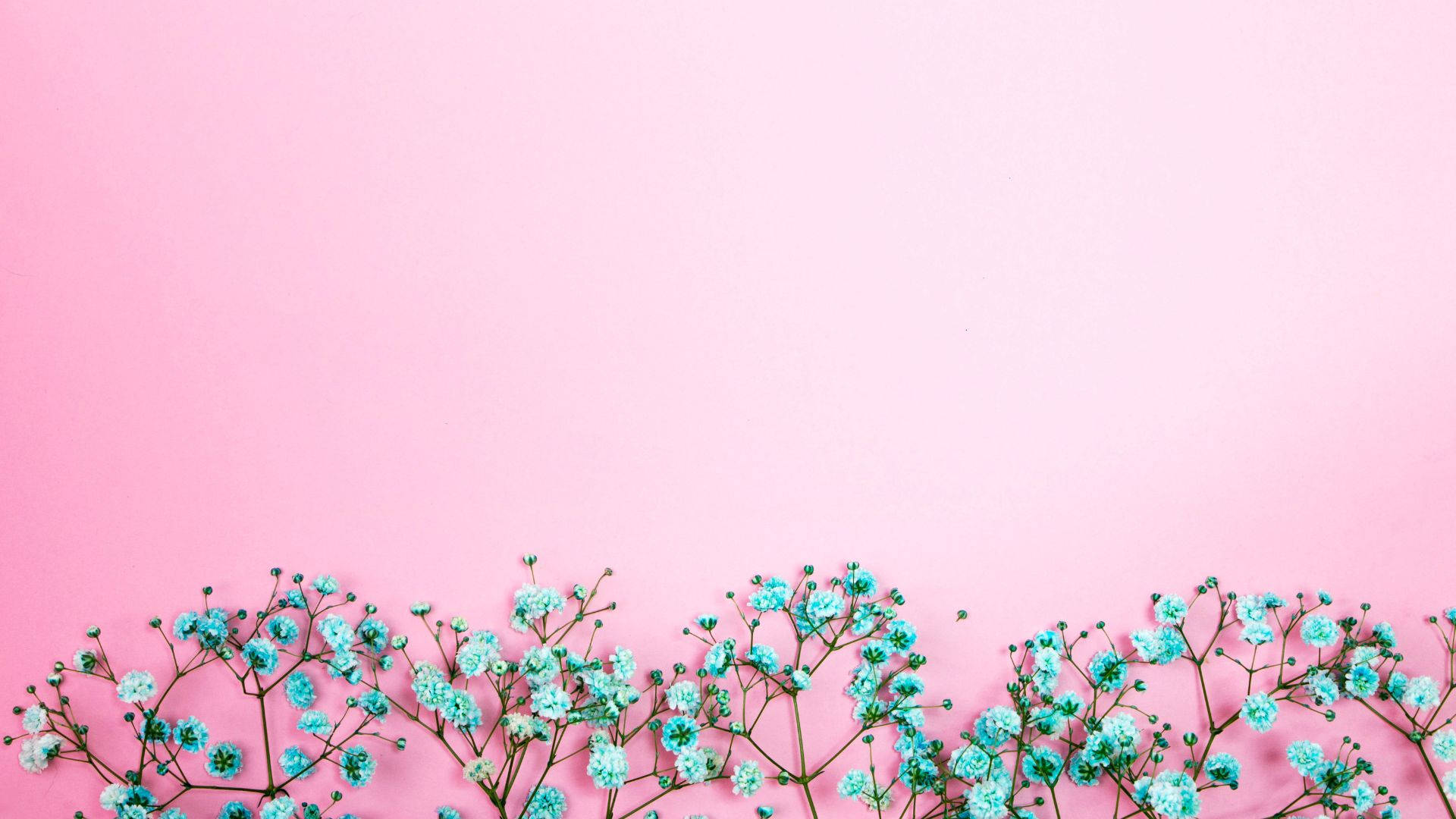 Baby Pink, blue carnation blooms, turquoise baby's breath flowers, Full HD Desktop Wallpaper
