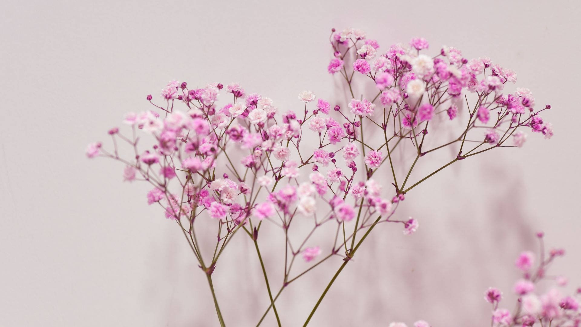 Baby Pink, baby's breath flowers, pink, Full HD Desktop Wallpaper