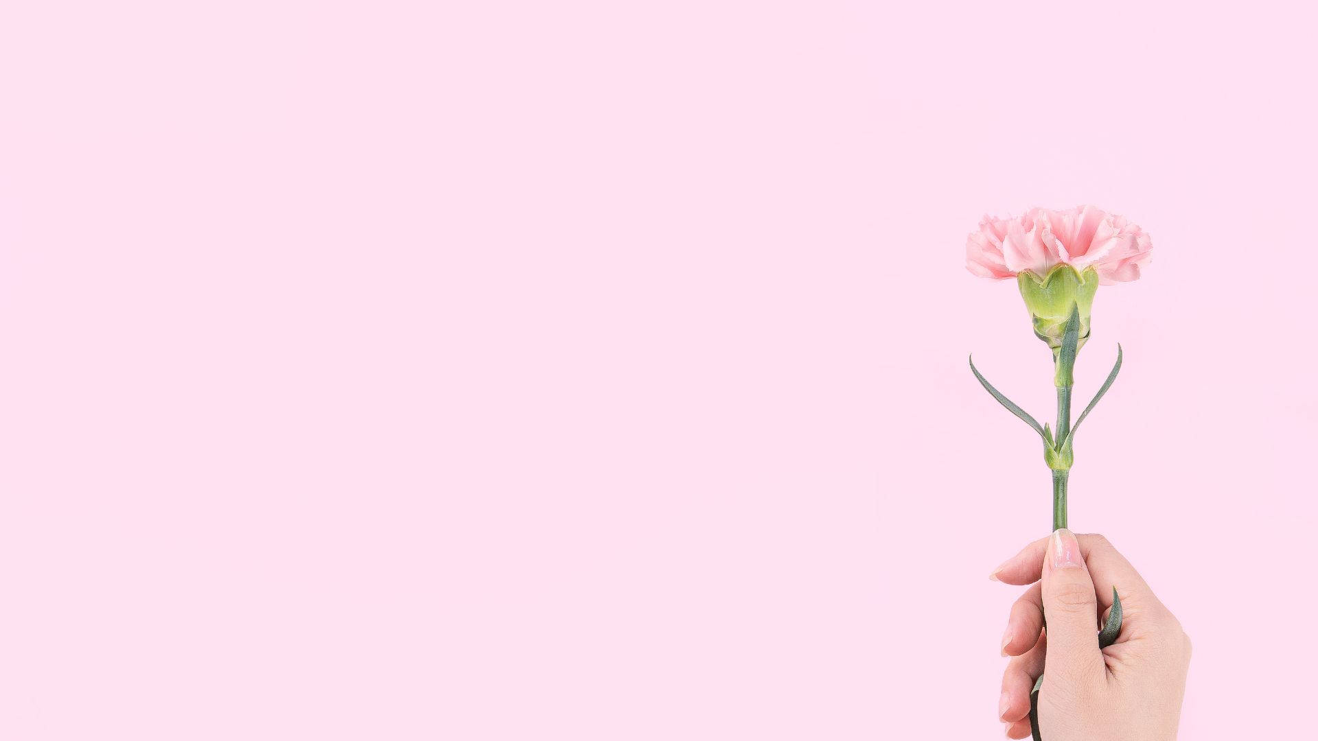 baby pink, carnation flower, pastel pink background, Full HD Desktop Wallpaper