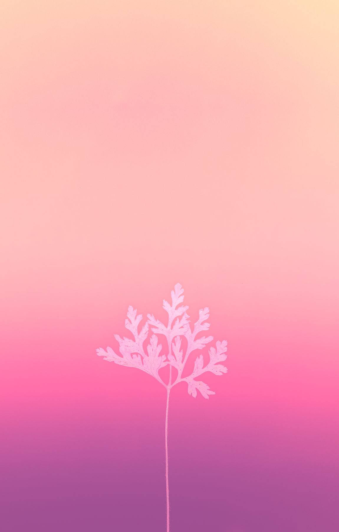 Baby Pink, white leafy branch, soft gradient sky, HD Phone Wallpaper