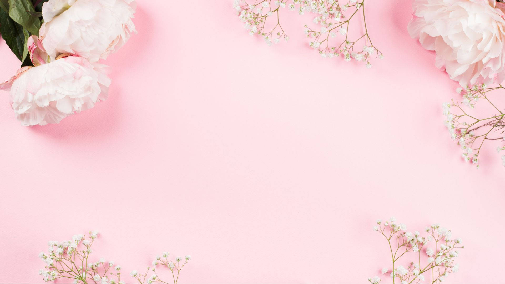 baby pink, peonies, baby's breath, Full HD Desktop Wallpaper