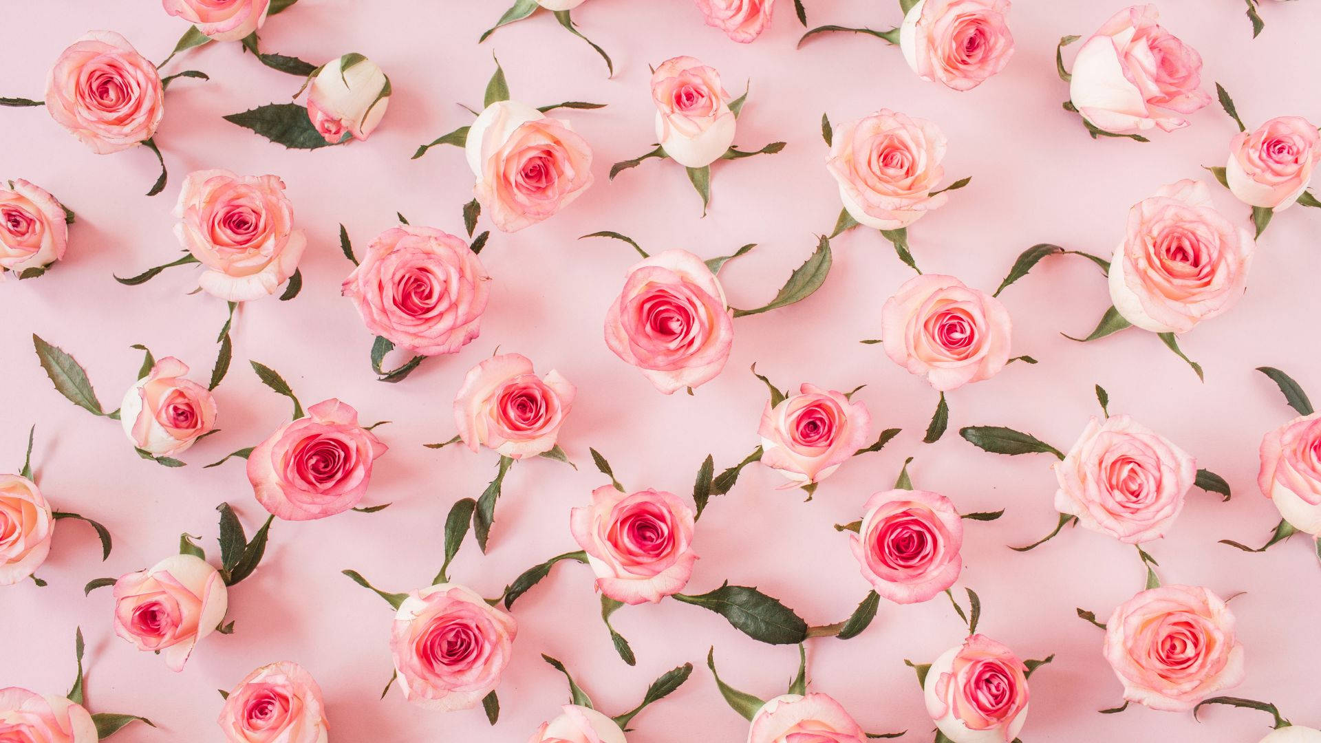 Baby Pink, rose flowers, soft pink background, Full HD Desktop Wallpaper