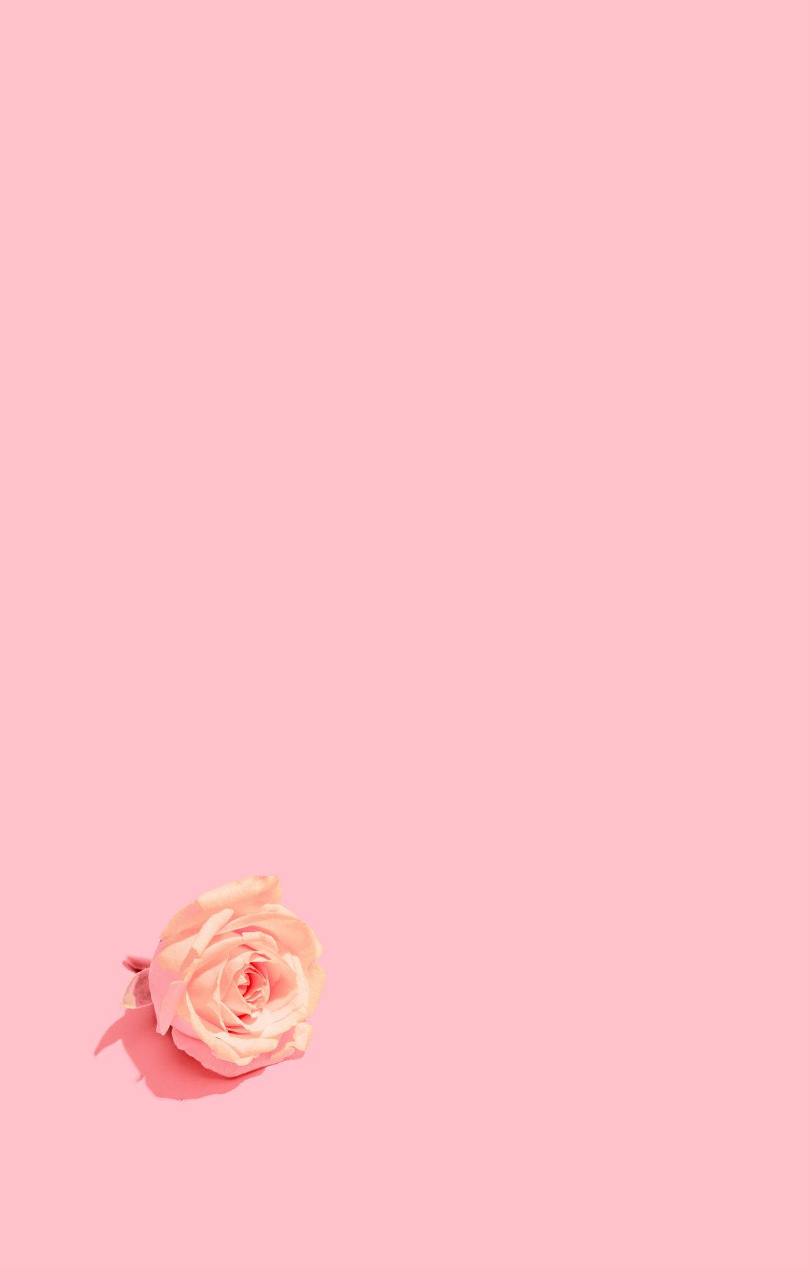 baby pink, peach rose, pastel pink background, HD Phone Wallpaper