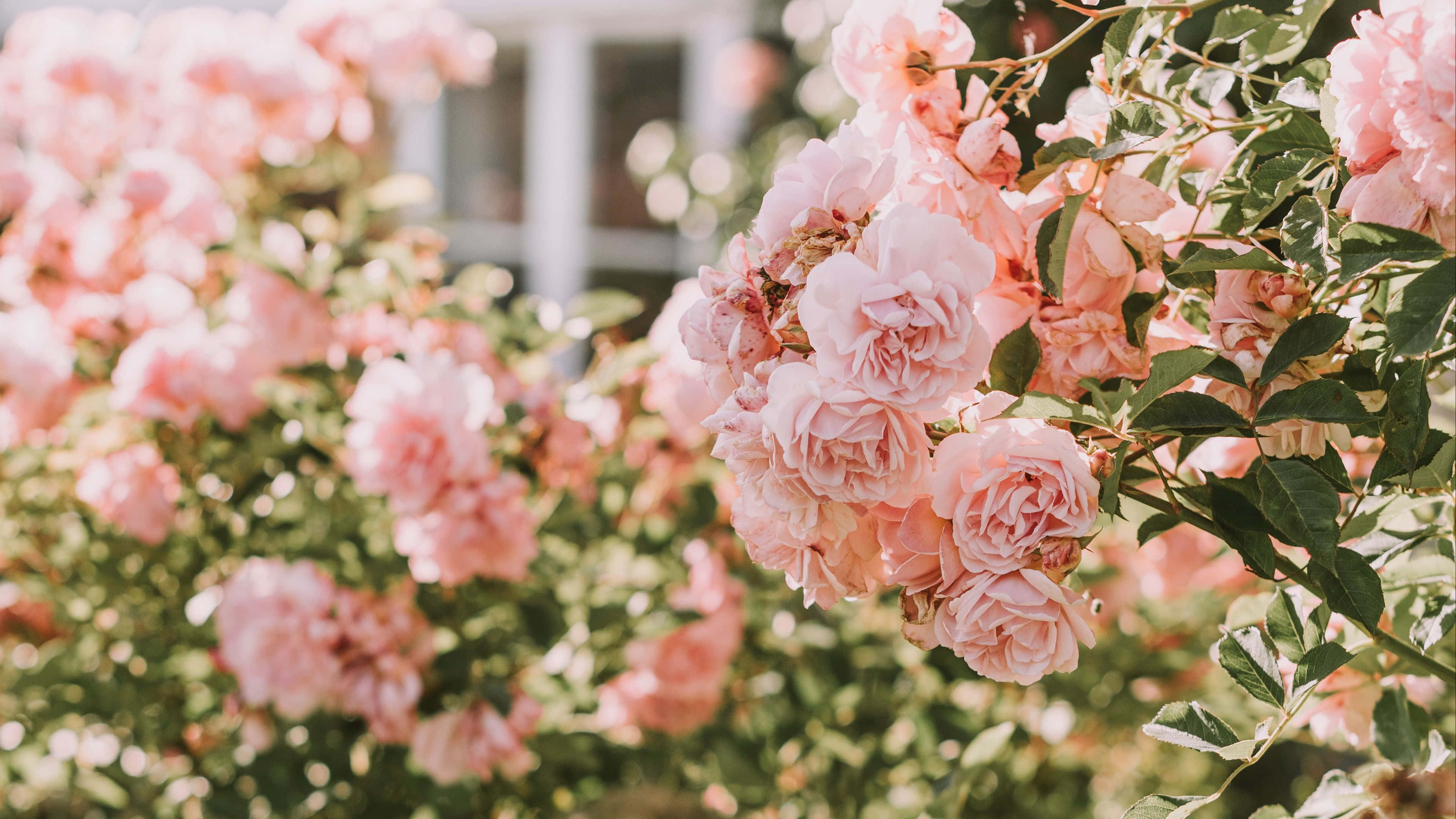 soft baby rose pink, pink roses, warm sunlight, 4K Desktop Wallpaper
