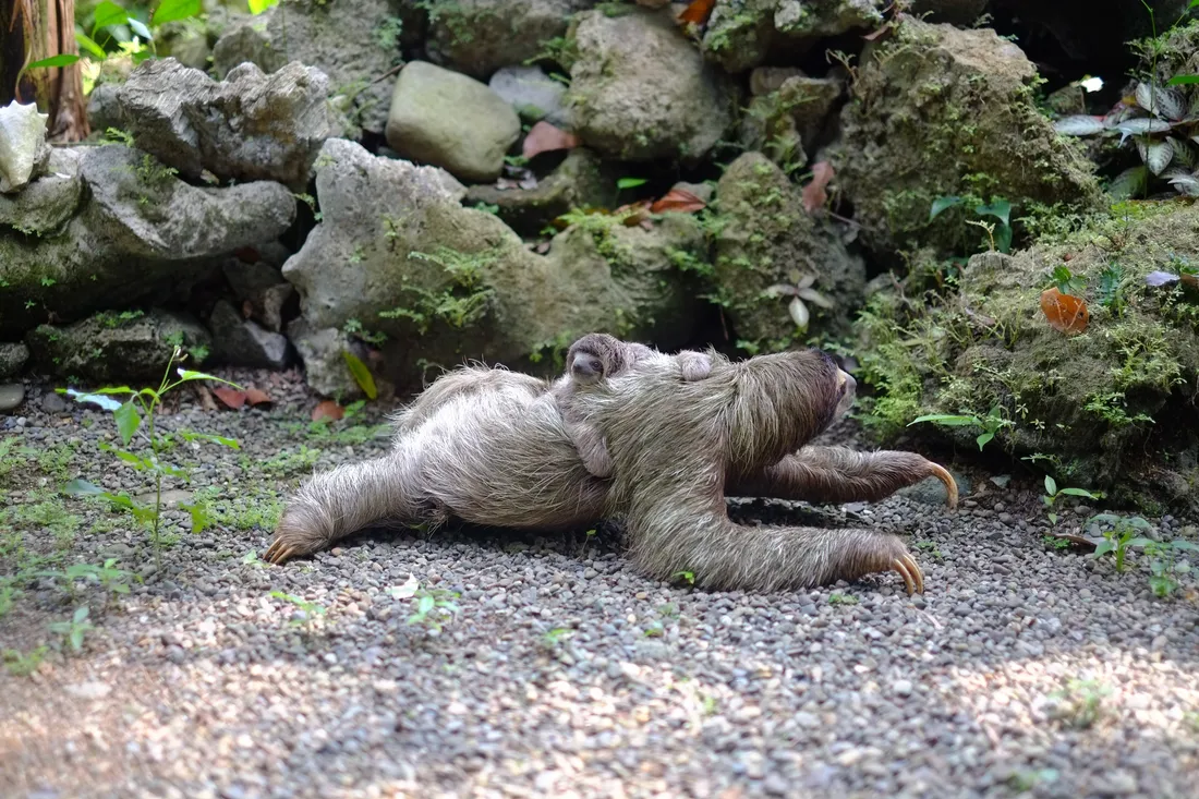 Baby Sloth