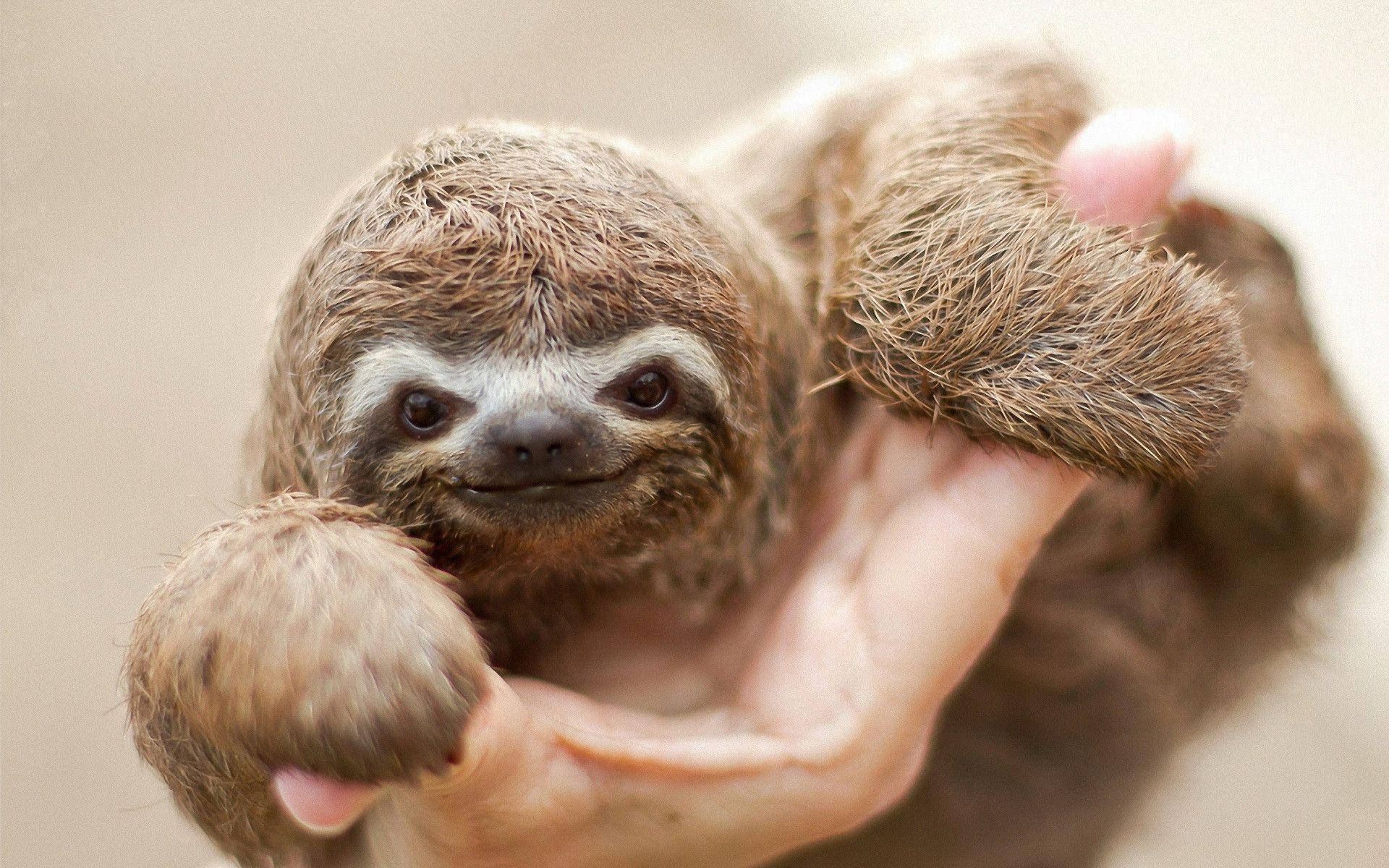 brown and white sloth, tiny fuzzy sloth, dark eyes, Full HD Desktop Wallpaper