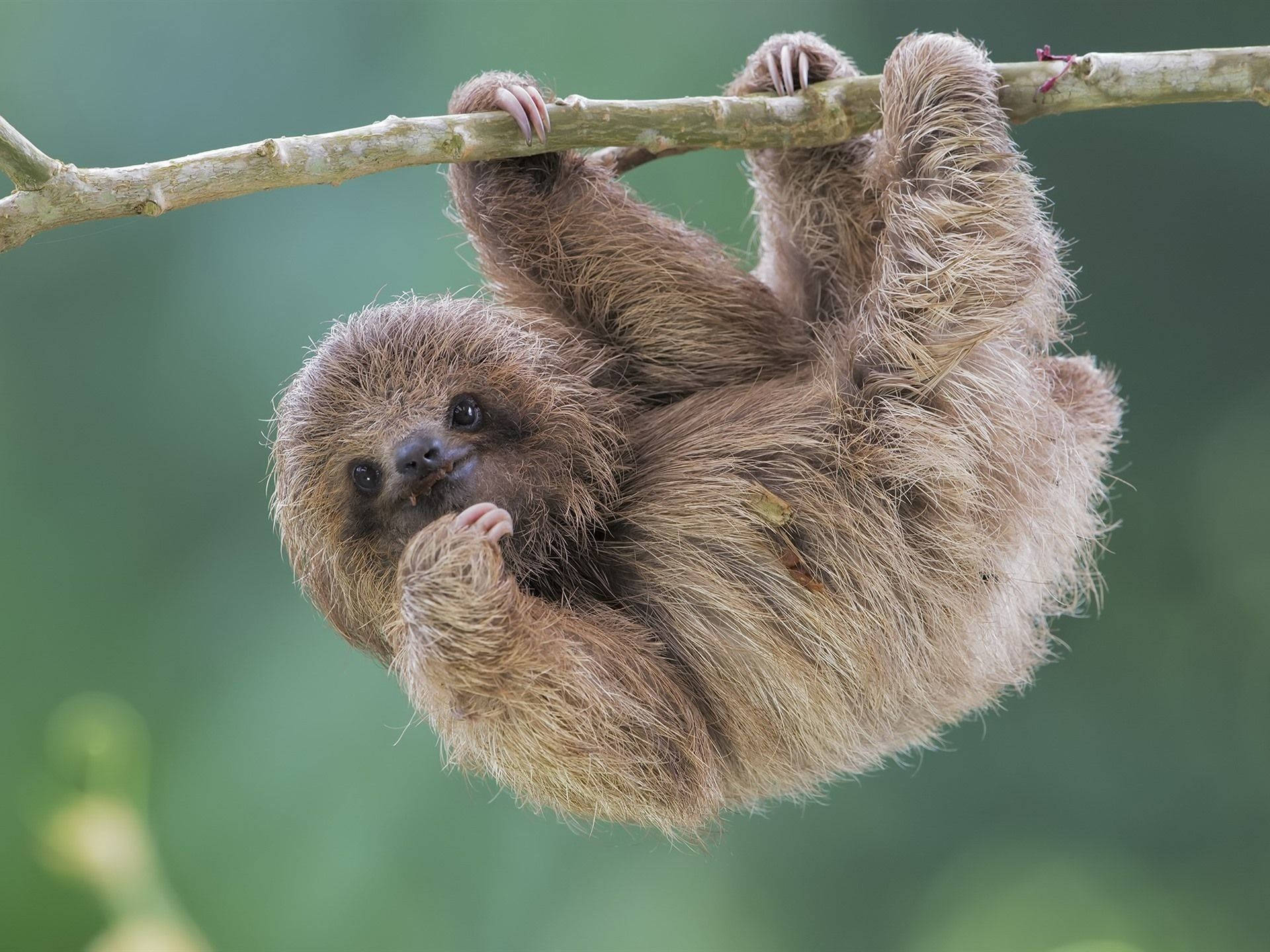Baby Sloth, fluffy brown, hangs upside down, Full HD Desktop Wallpaper