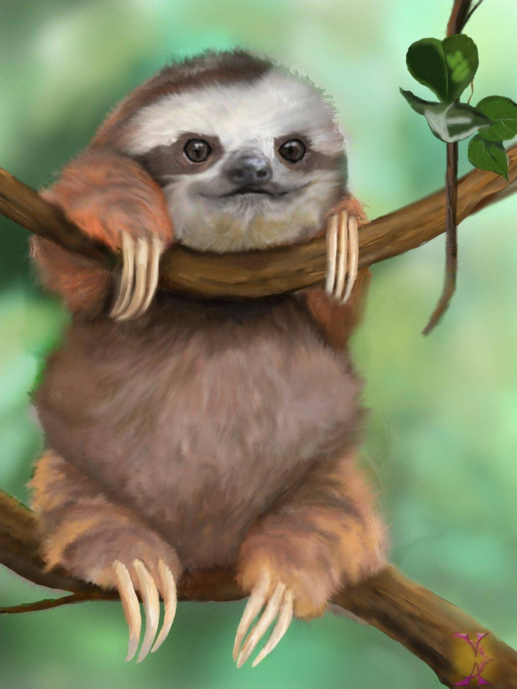Baby Sloth, fluffy brown, big dark eyes, HD Phone Wallpaper