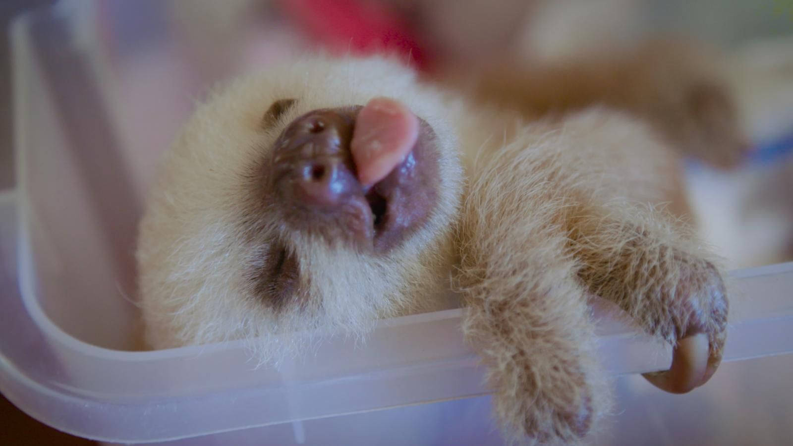 sleeping white baby sloth, tiny fluffy baby sloth, clear plastic container, HD Desktop Wallpaper