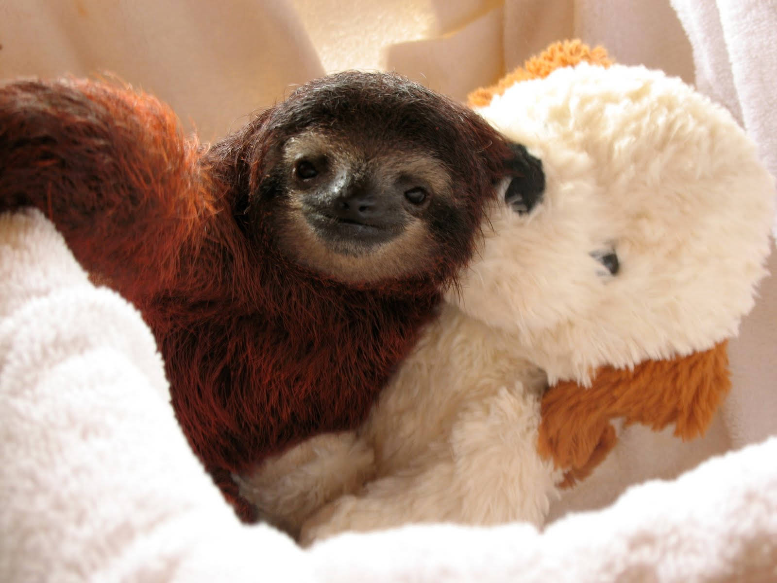 baby sloth, reddish-brown fur, white stuffed animal, HD Desktop Wallpaper
