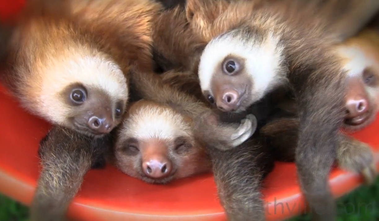 baby sloths, fluffy brown fur, curious eyes, SD Desktop Wallpaper