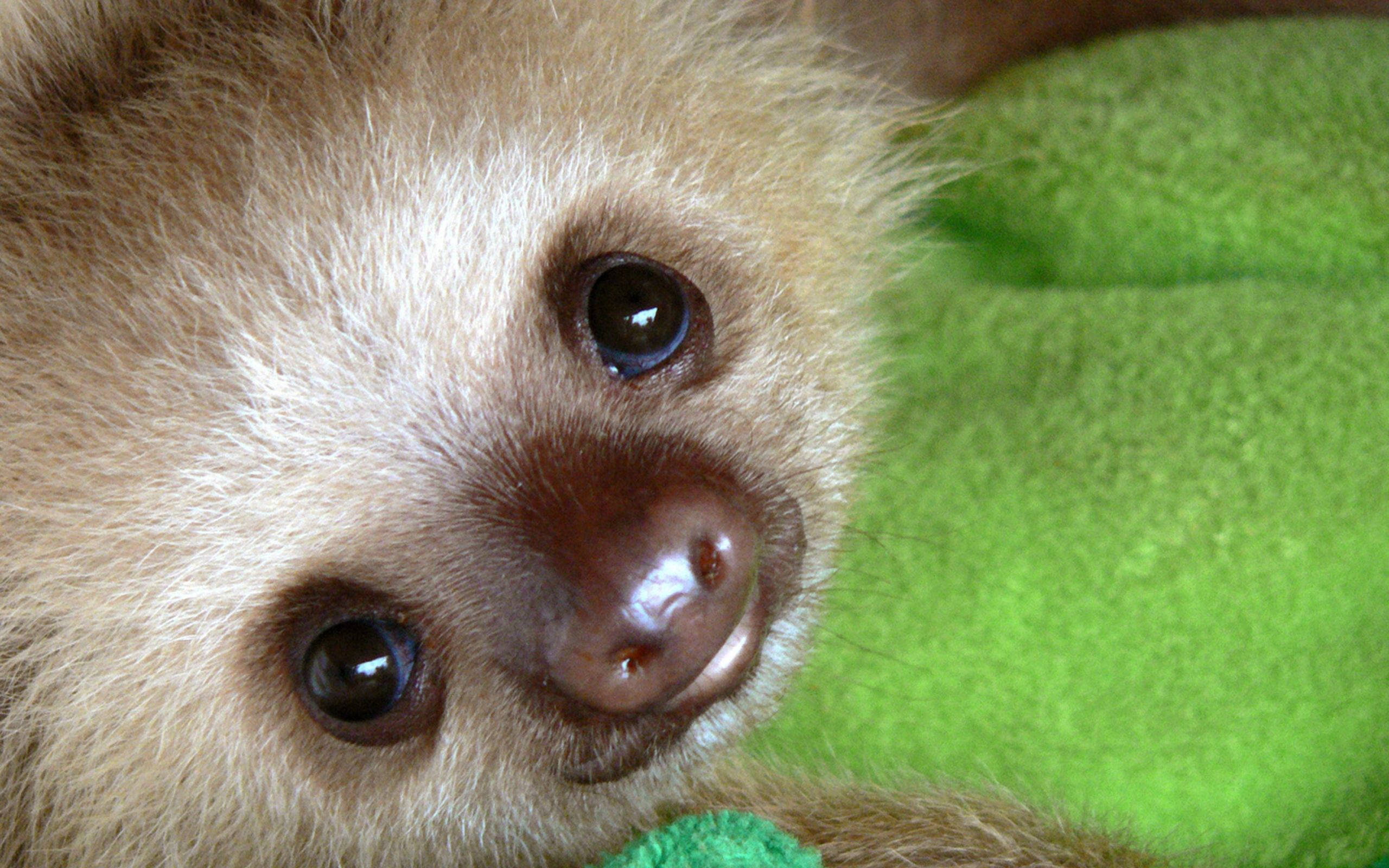 baby sloth, big dark eyes, soft brown fur, 2K Desktop Wallpaper