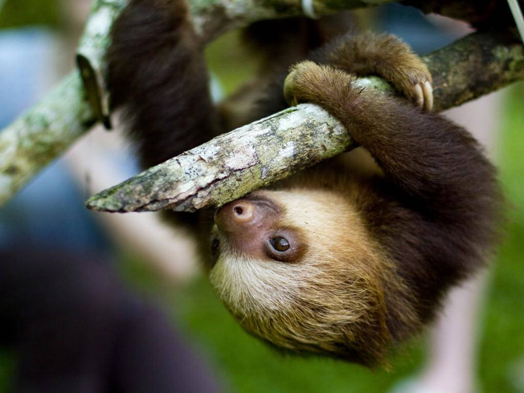 three-toed sloth, mossy tree branch, lush green forest, SD Desktop Wallpaper