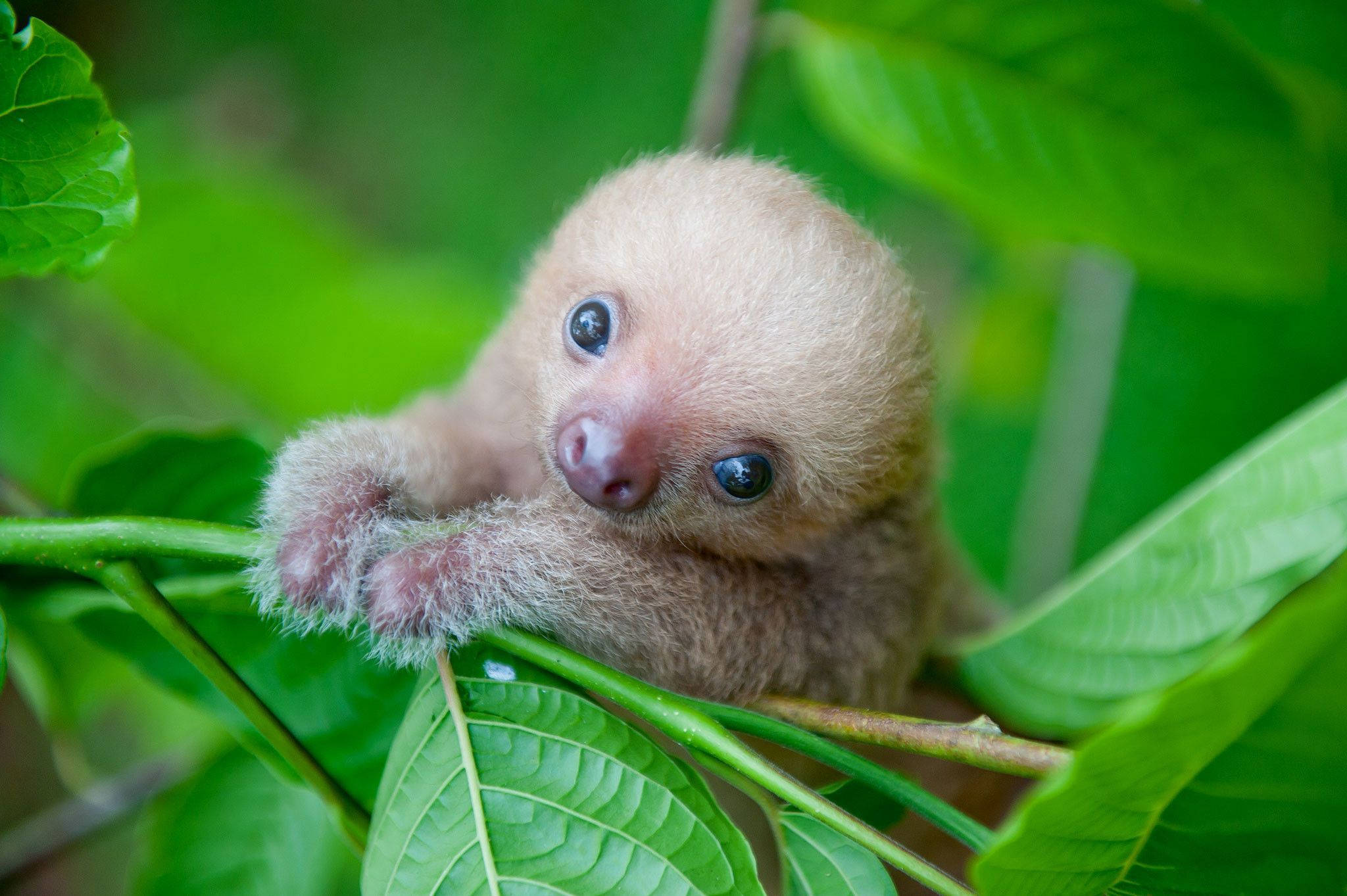 cream baby sloth, big blue eyes, branch, Full HD Desktop Wallpaper