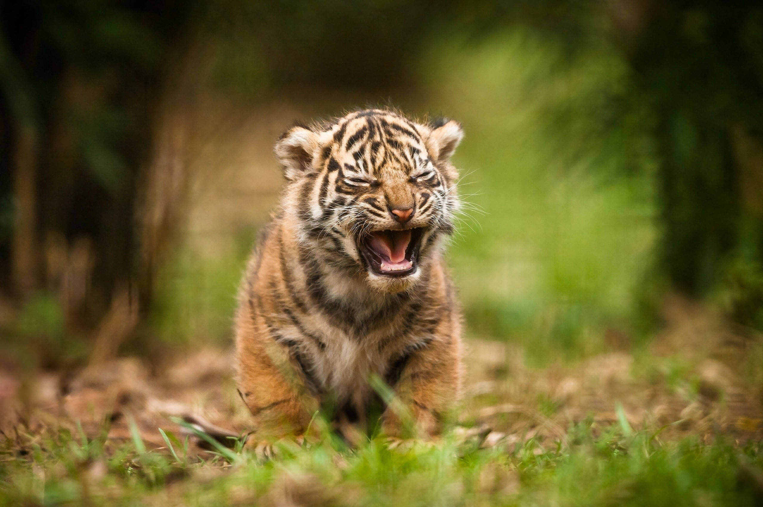 Baby Tiger, grassy forest clearing, sunlit, 2K Desktop Wallpaper