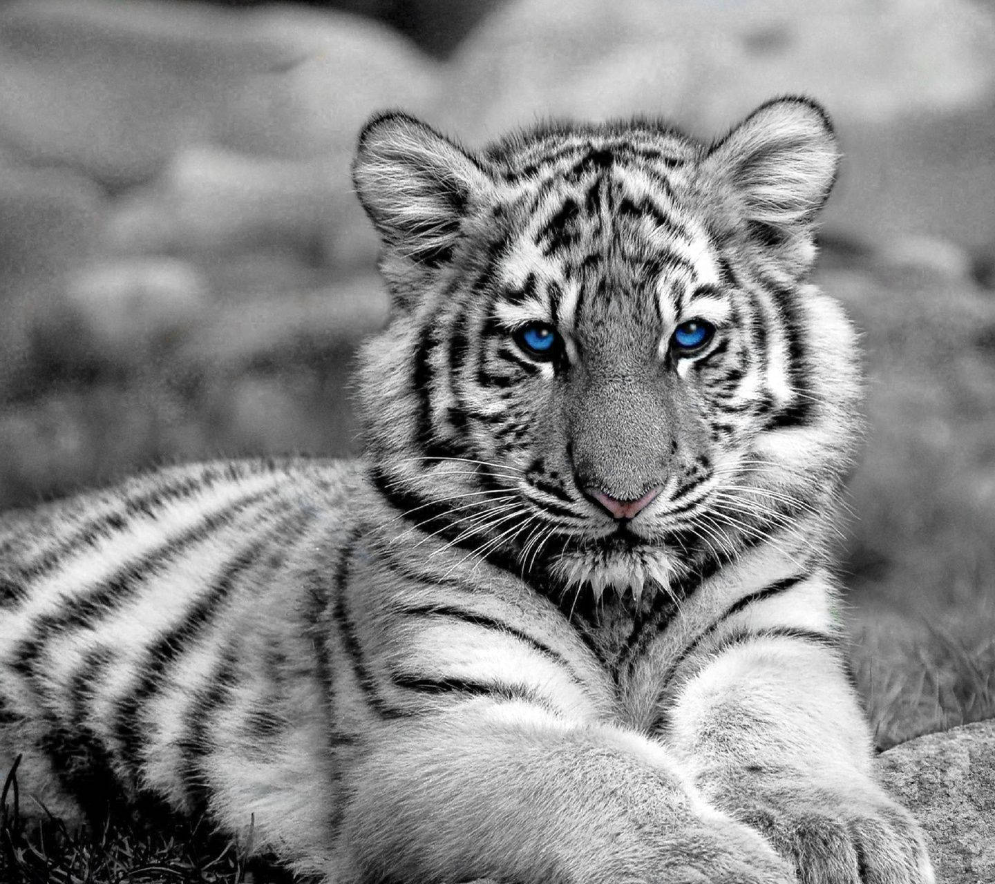 Baby Tiger, white tiger cub, piercing blue eyes, HD Desktop Wallpaper