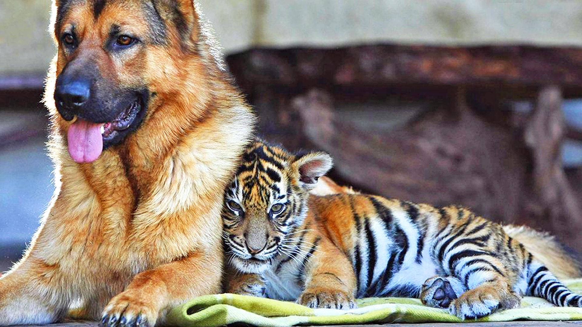 Baby Tiger, German Shepherd, green blanket, Full HD Desktop Wallpaper