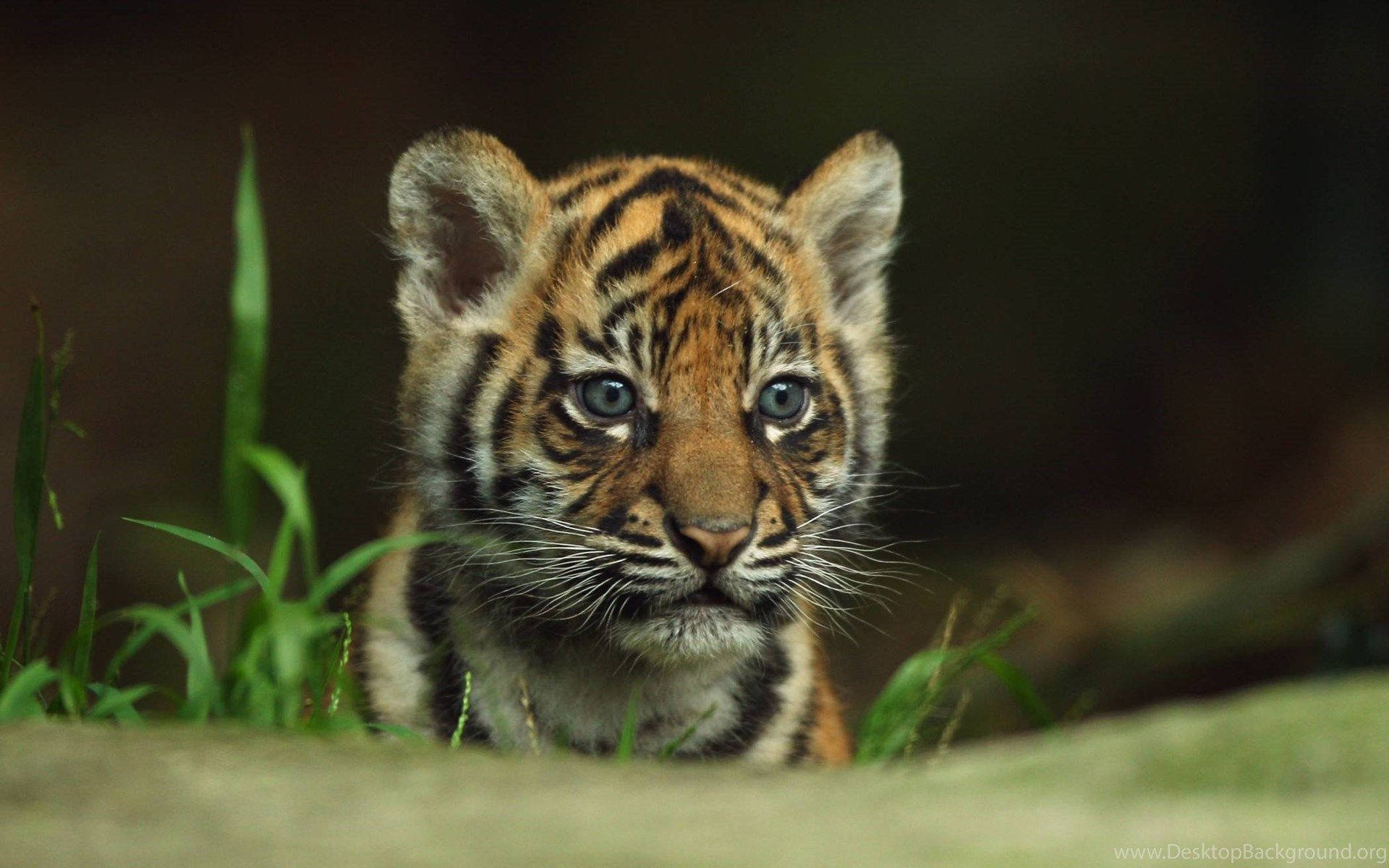 baby tiger, blue eyes, green grass, Full HD Desktop Wallpaper