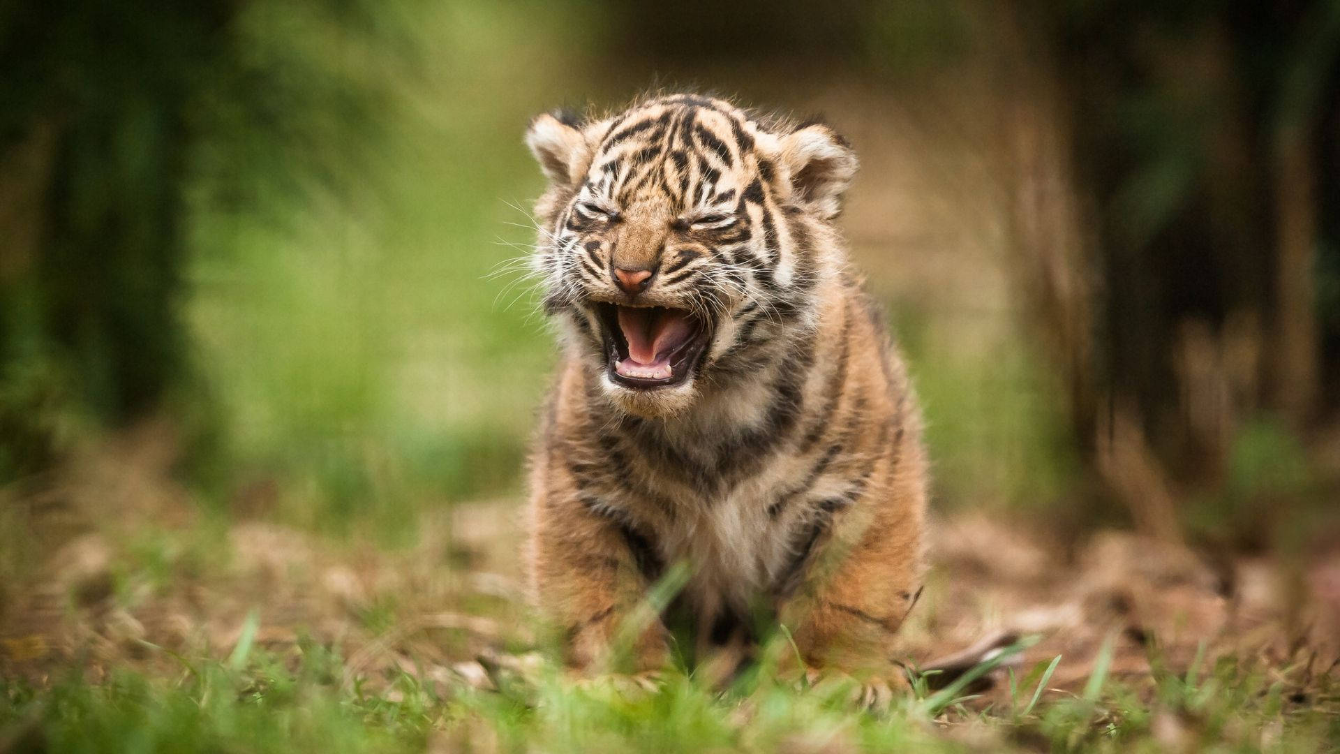 Baby Tiger, tiger cub, grassy forest clearing, Full HD Desktop Wallpaper