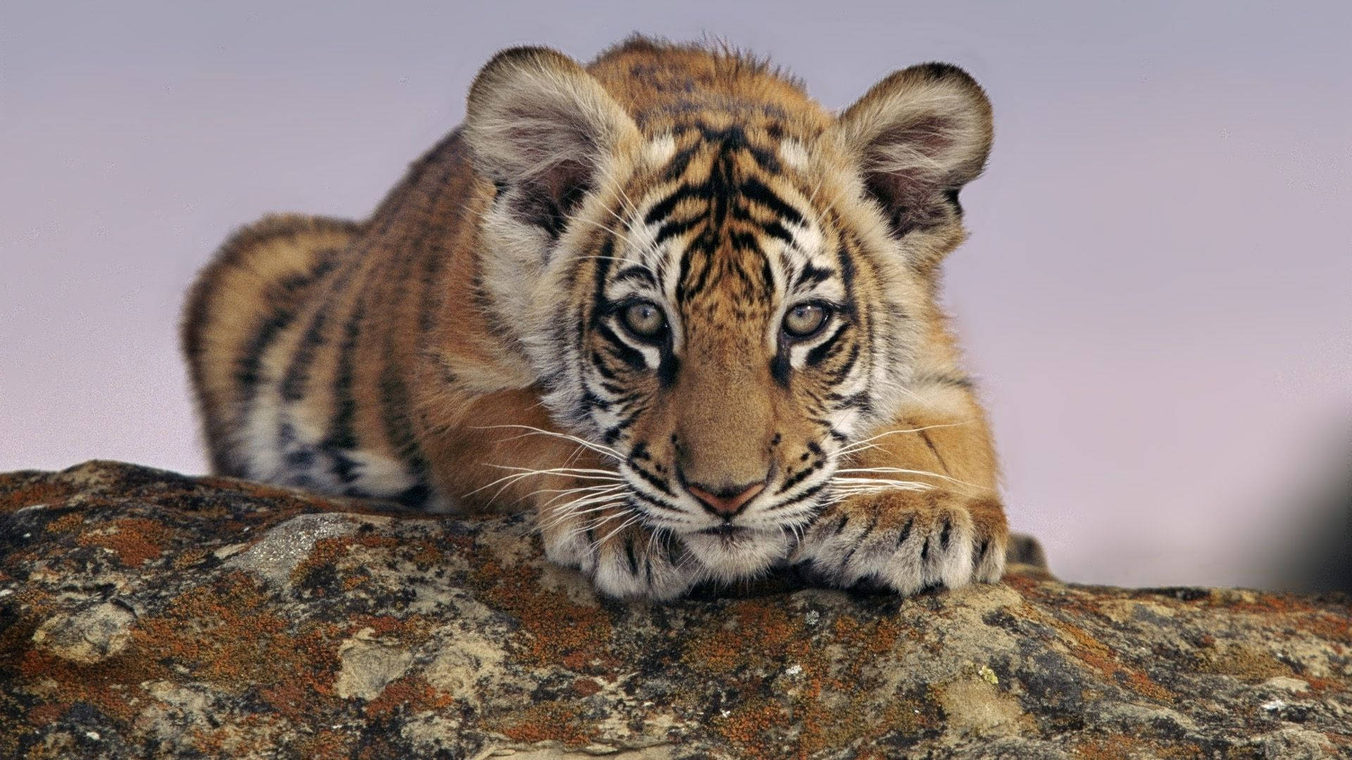 Baby Tiger, intense golden eyes, soft striped fur, Full HD Desktop Wallpaper