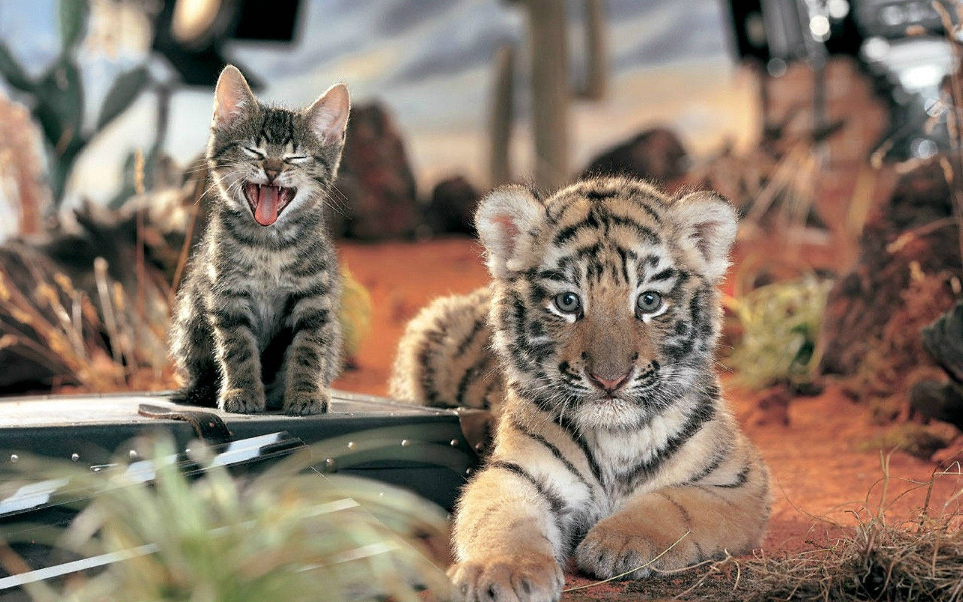 Baby Tiger, kitten, tabby kitten, Full HD Desktop Wallpaper