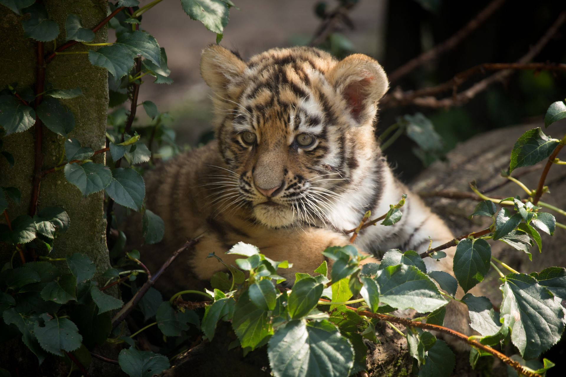 Brown Baby Tiger, tiger cub, striped fur, Full HD Desktop Wallpaper