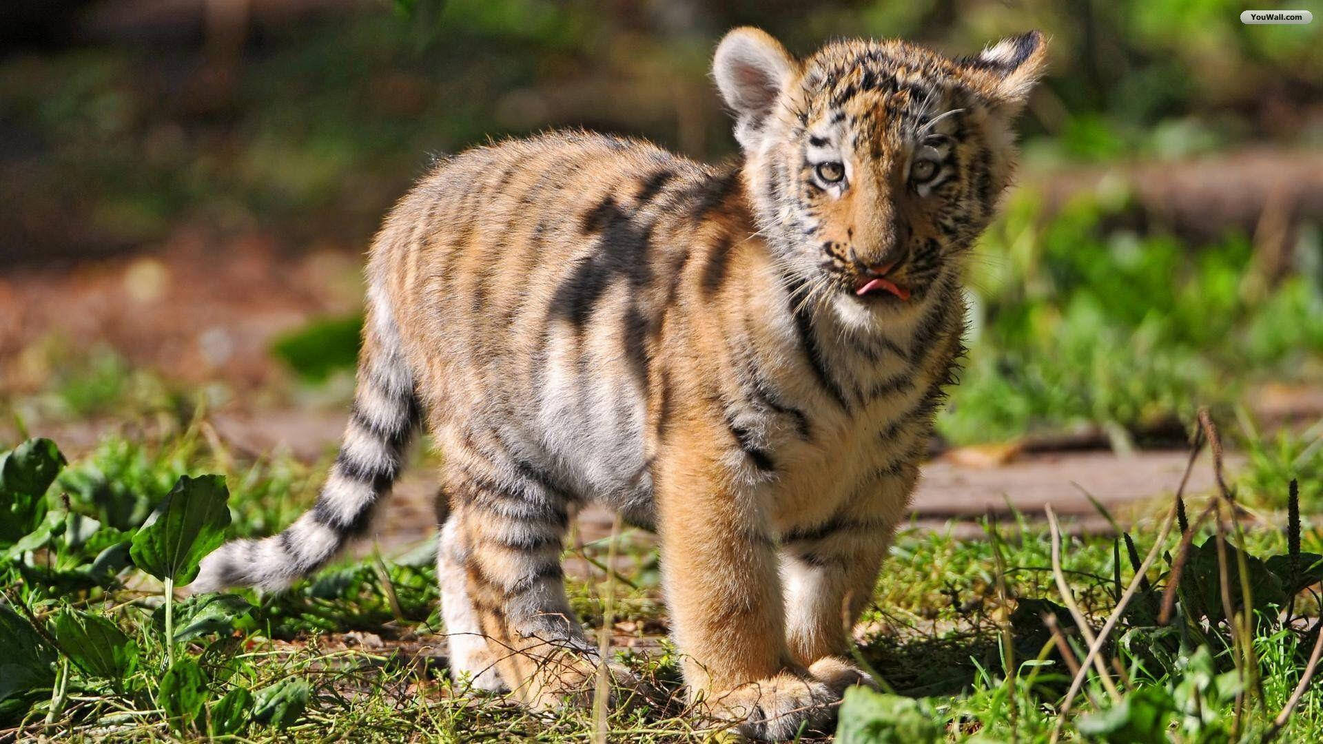 Baby Tiger, forest, sunlit grass, Full HD Desktop Wallpaper