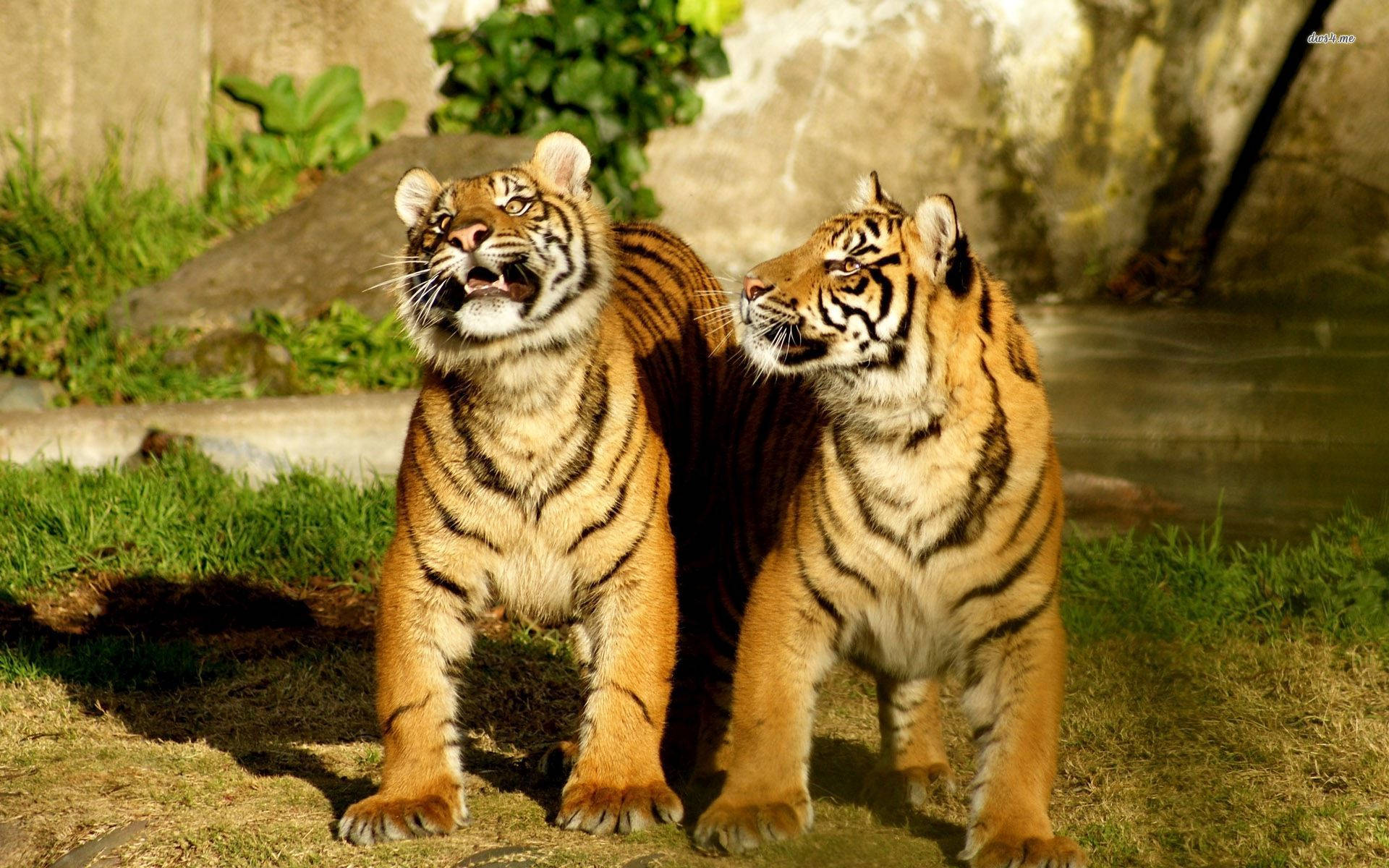 Baby Tiger, short-legged, grassy ground, Full HD Desktop Wallpaper
