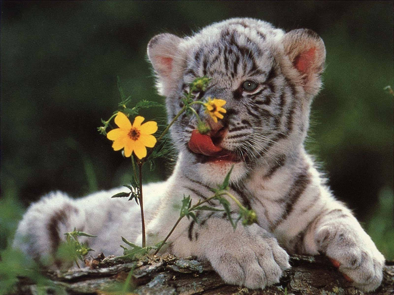 white tiger cub, bright yellow flower, mossy log, HD Desktop Wallpaper