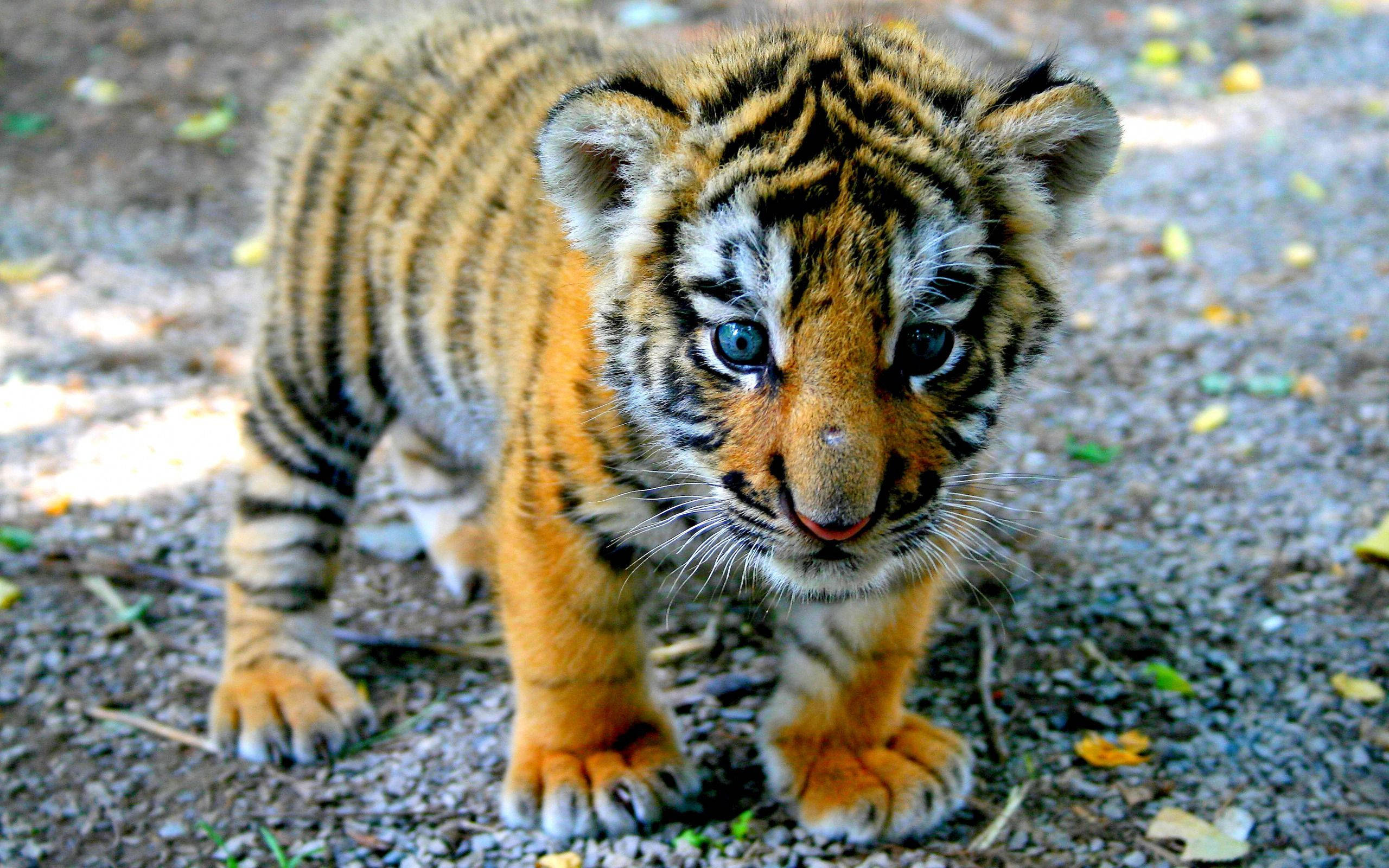 blue eyed baby tiger, baby tiger cub, blue eyes, 2K Desktop Wallpaper