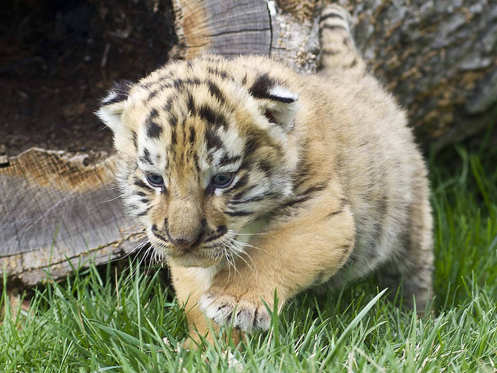 Baby Tiger, light fur, fluffy tiger cub, HD Desktop Wallpaper