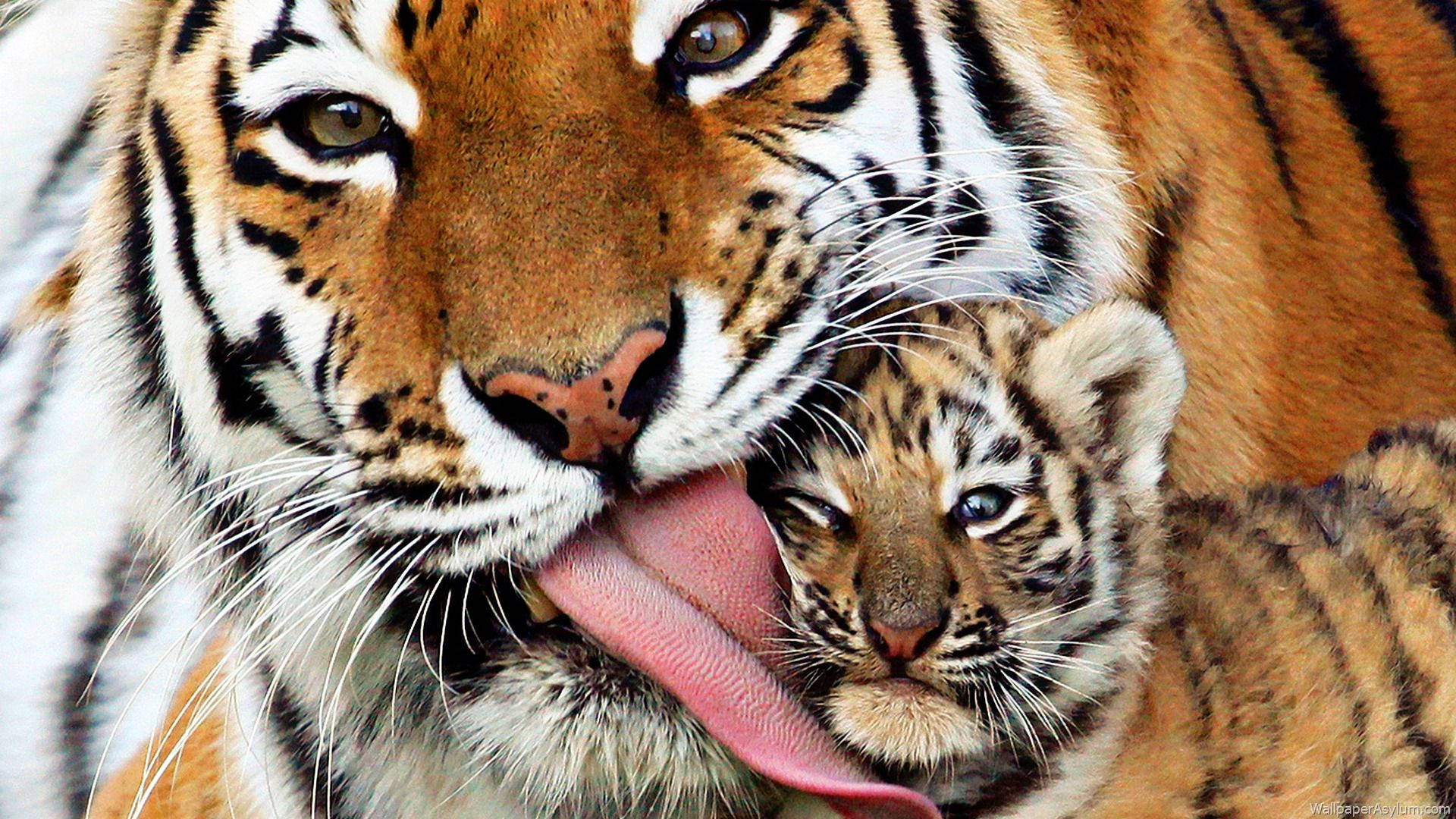 Baby Tiger, mama, tiger, Full HD Desktop Wallpaper